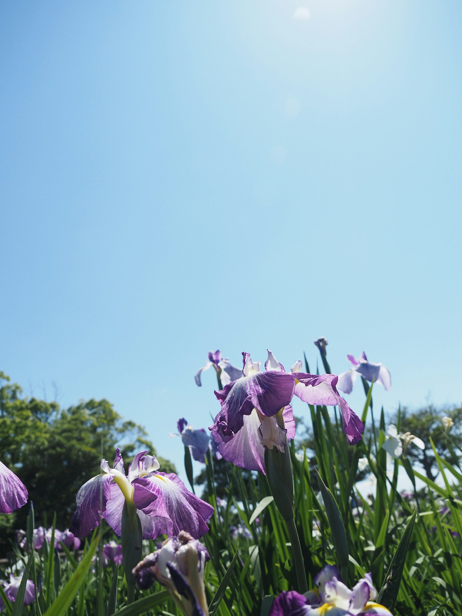 Campo de flores moradas bajo un cielo azul claro