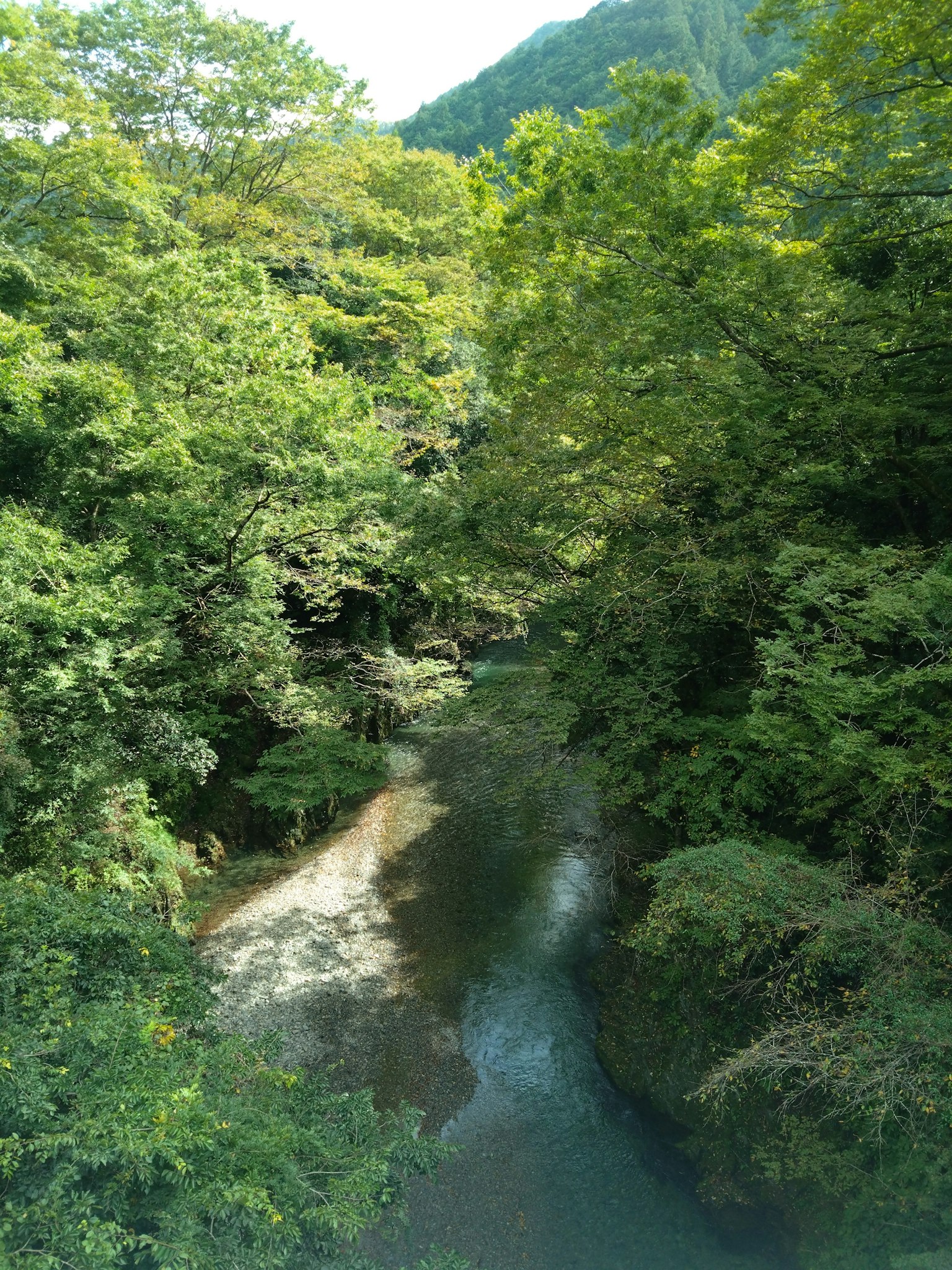 緑豊かな森に囲まれた静かな川の風景