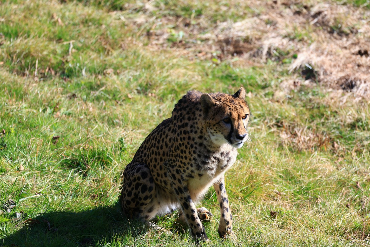 Un guépard assis sur l'herbe dans un cadre naturel