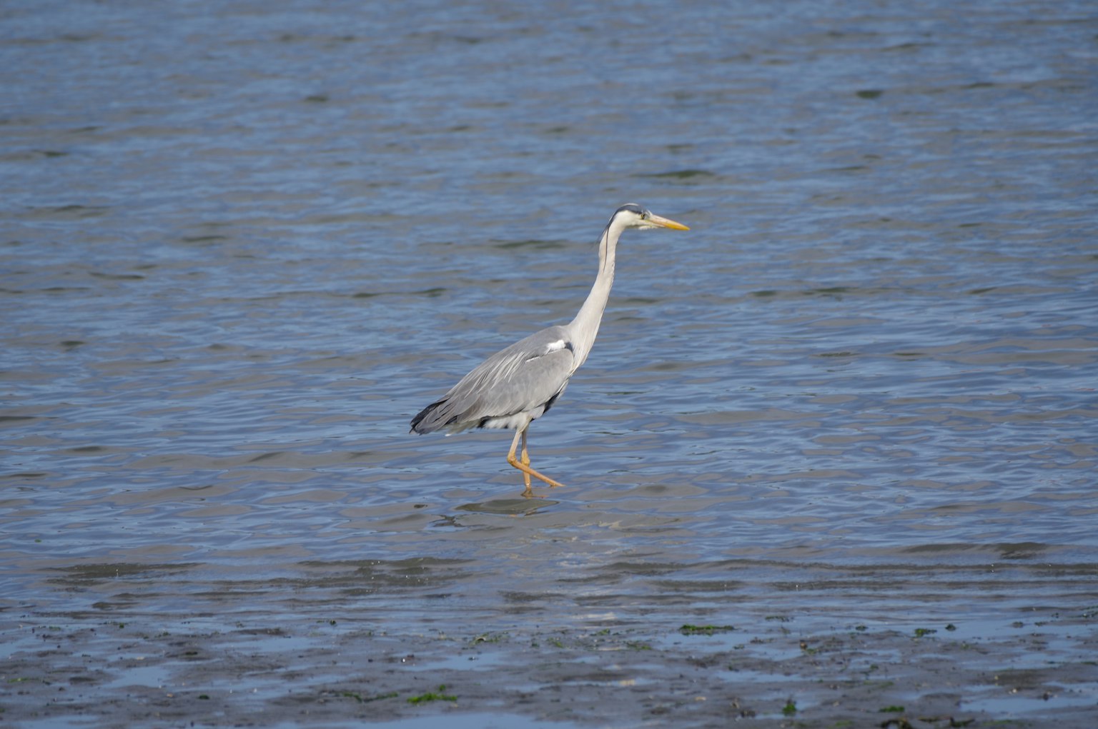 Gray heron walking in shallow water