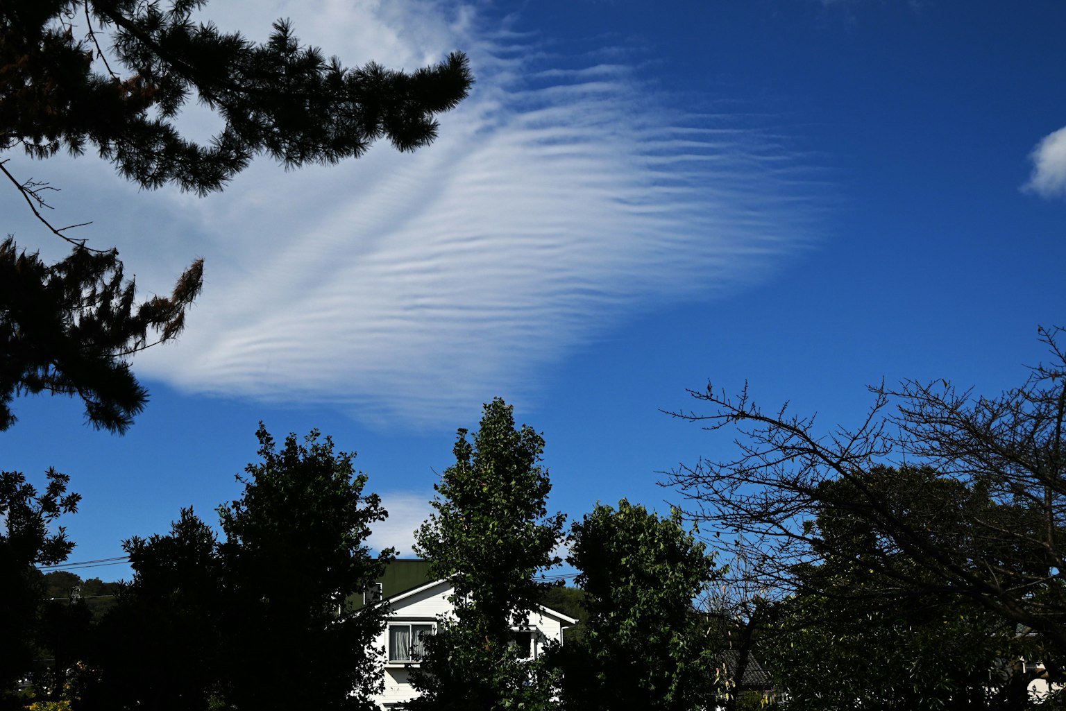 Awan bergelombang di langit biru dengan pohon hijau