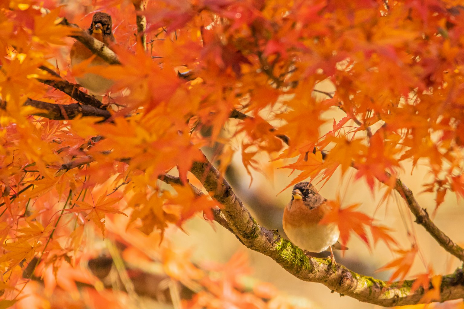 Birds perched among vibrant autumn leaves