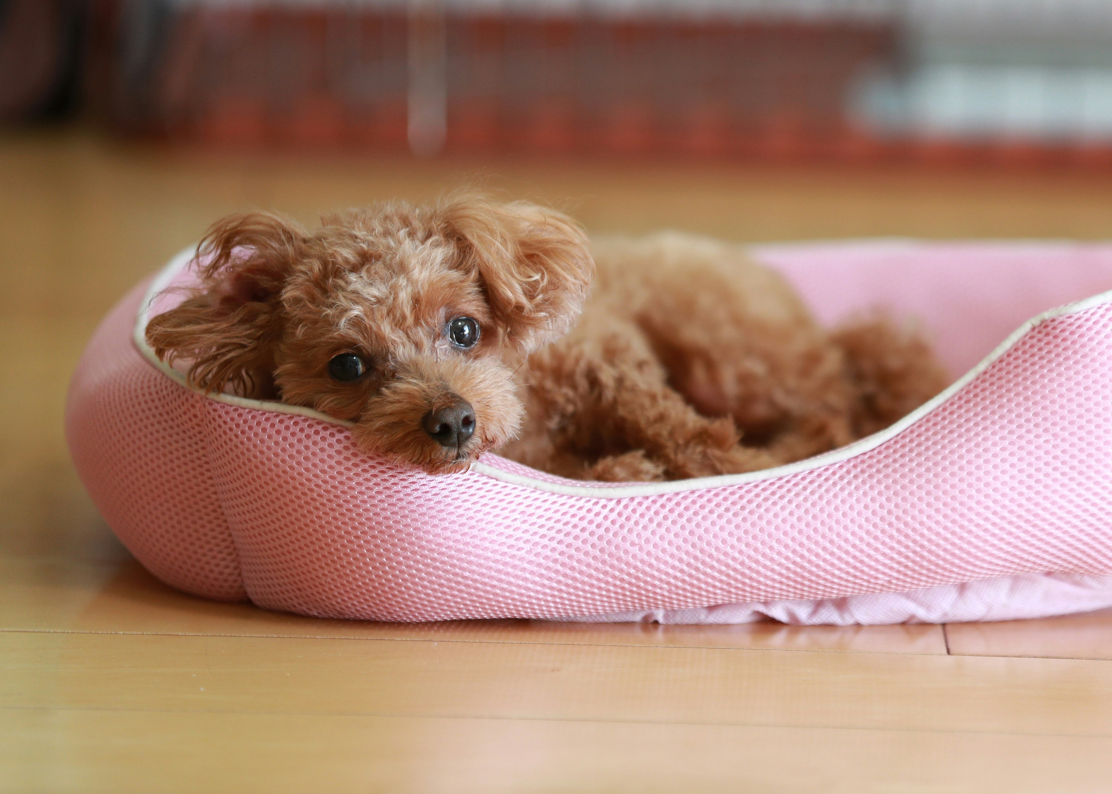 粉色寵物床上休息的玩具貴賓犬