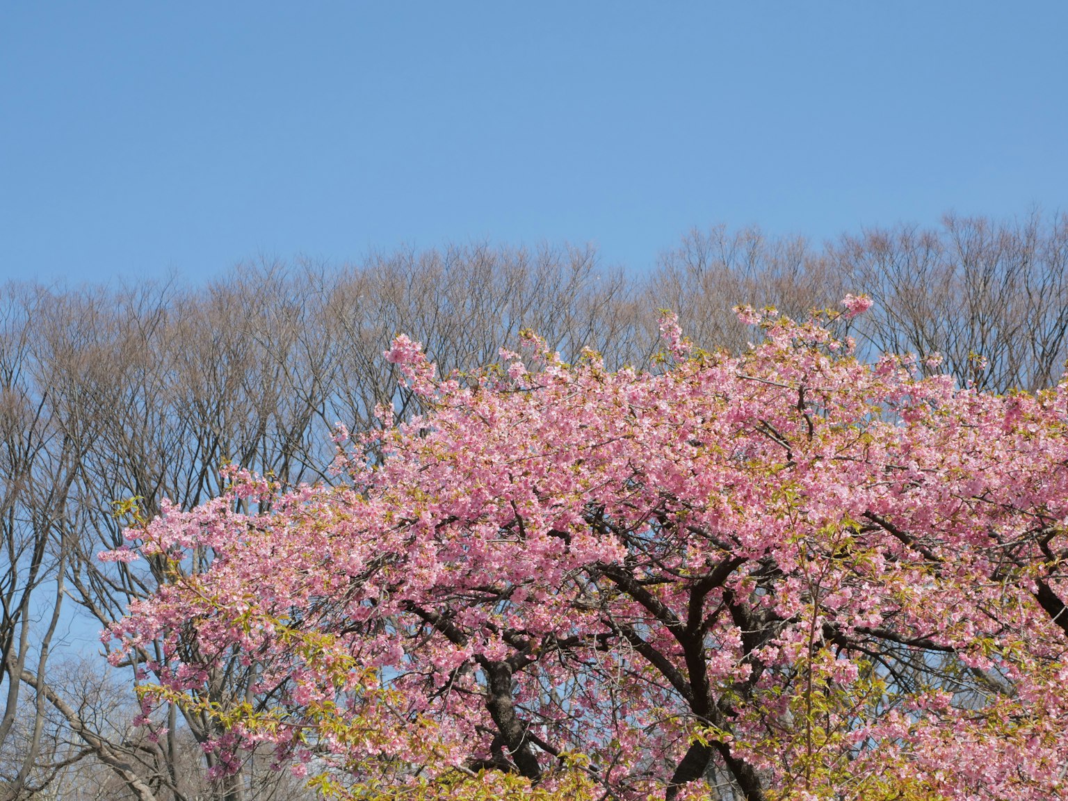 A scenic view of a blooming cherry blossom tree under a blue sky with bare trees in the background