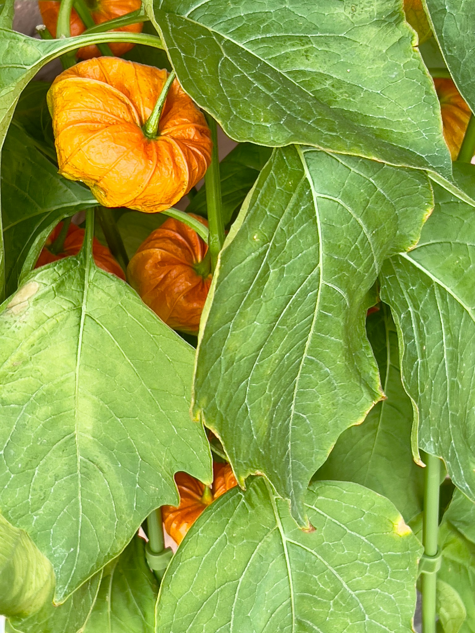 Plant with green leaves and orange fruits enclosed