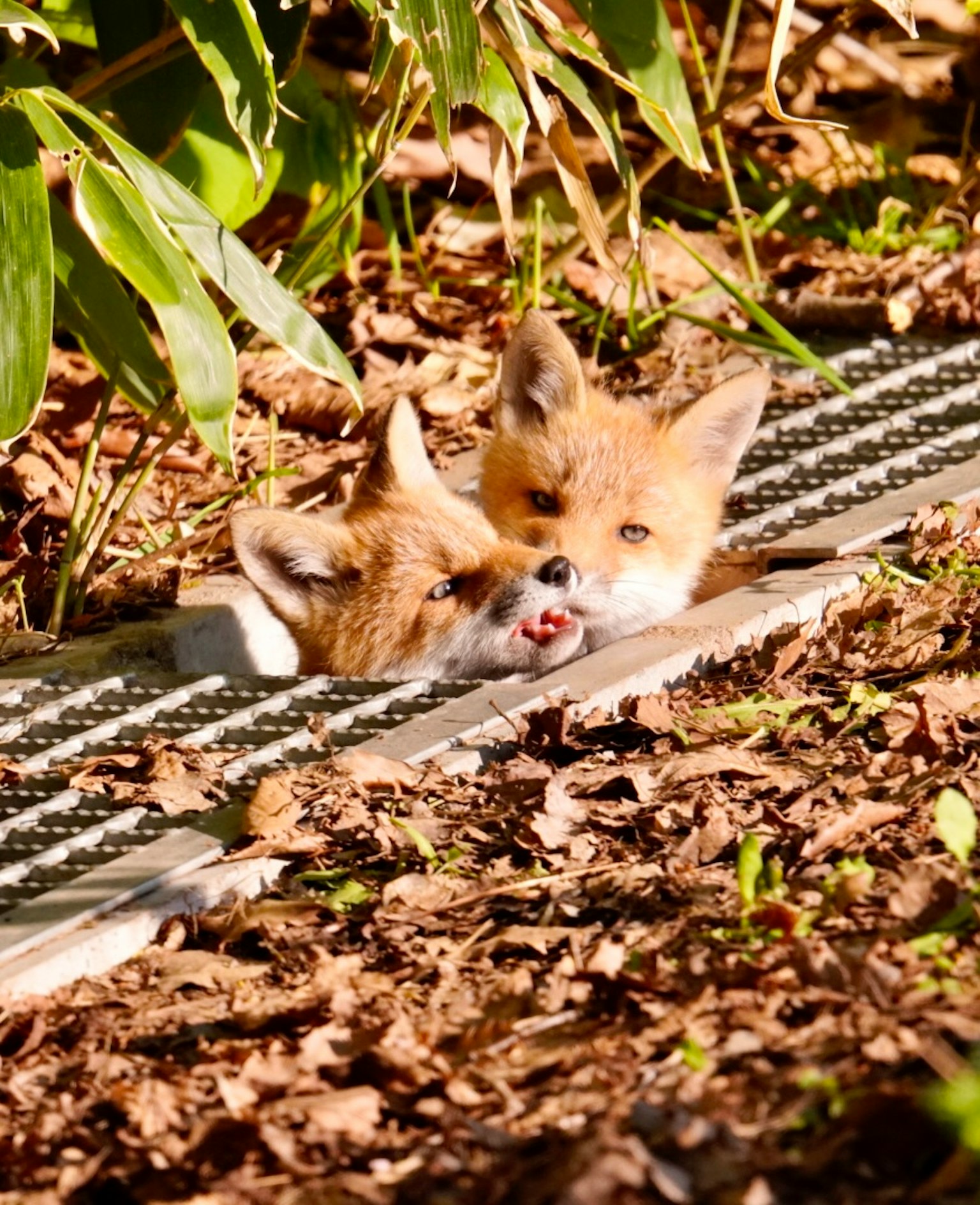 Two fox cubs peeking out from foliage