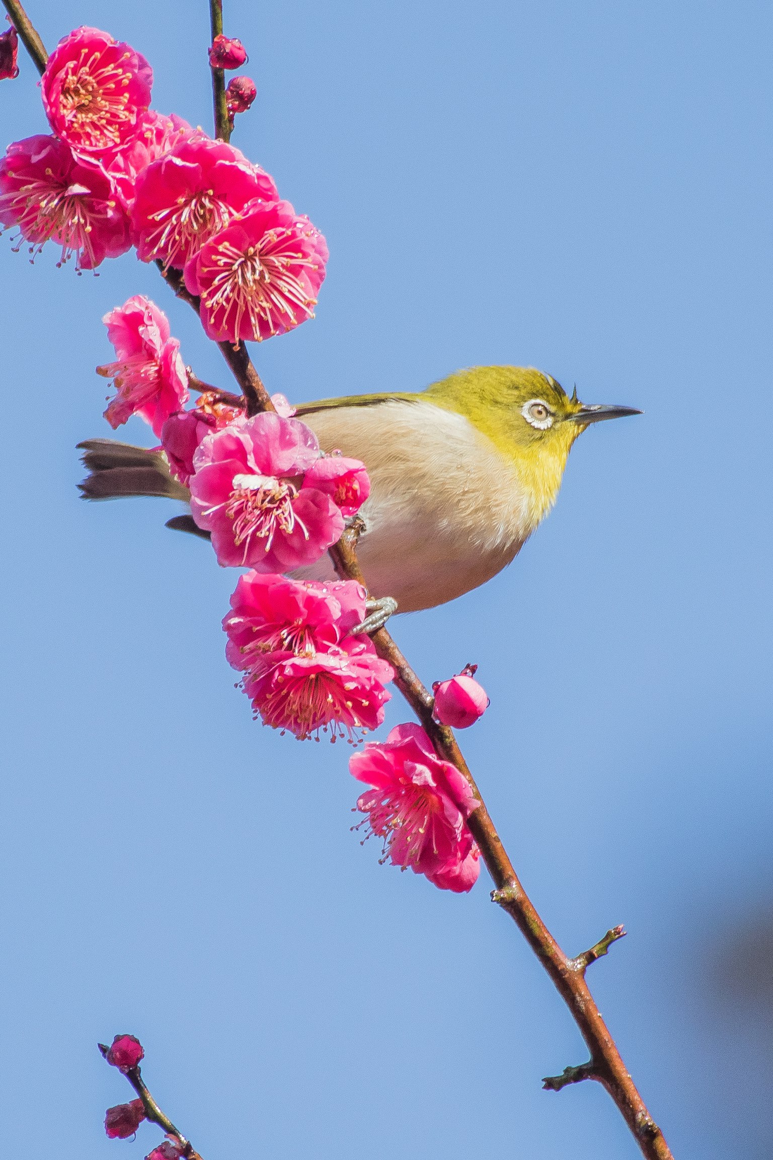 Pequeño pájaro posado en una rama de flores rosas contra un cielo azul