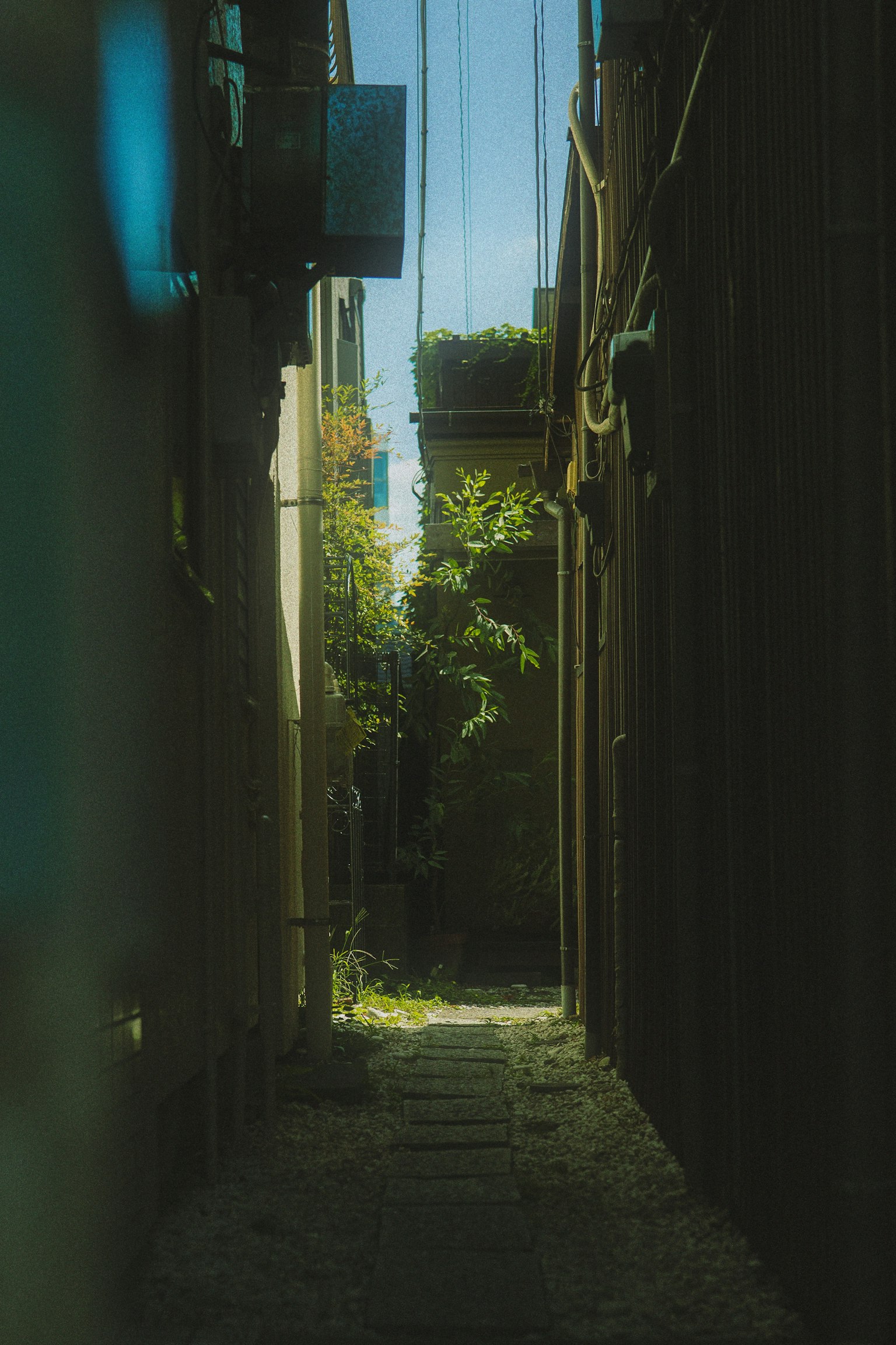 狭い路地に緑の植物が見える風景