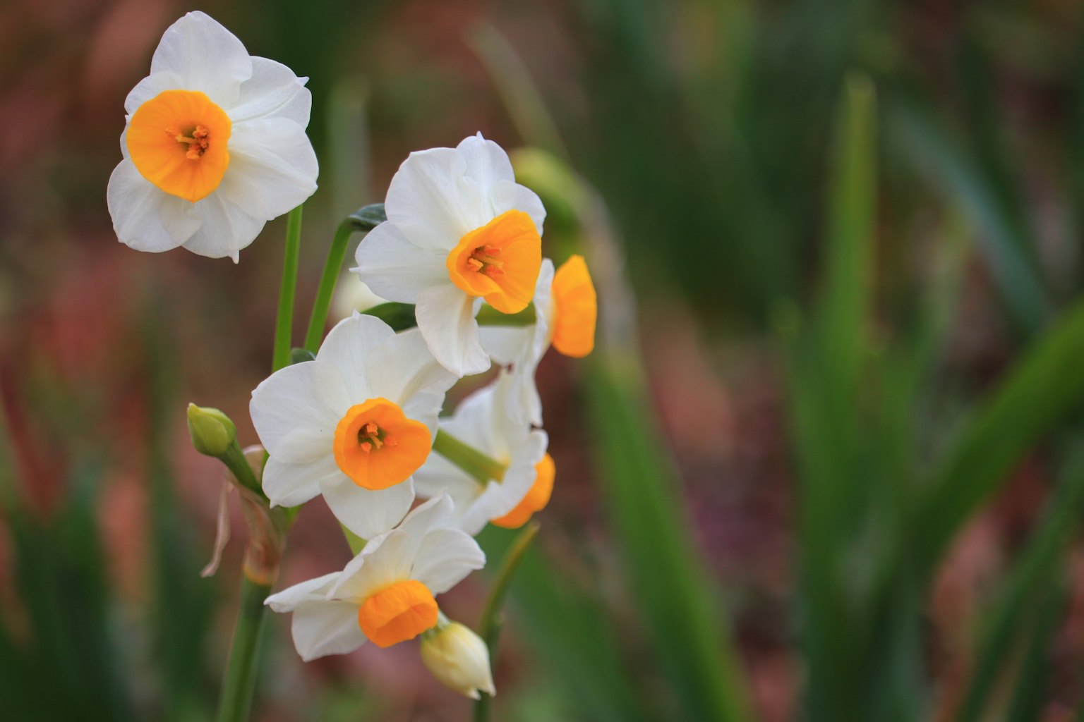 Cụm hoa thủy tiên trắng với tâm màu cam nở trong cỏ xanh