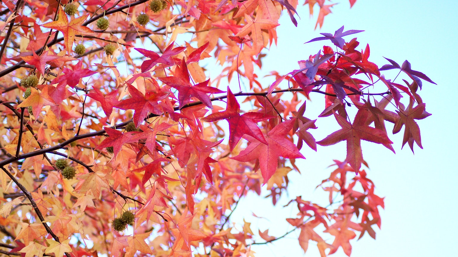 Lebendige Herbstblätter in Rot- und Orangetönen vor blauem Himmel