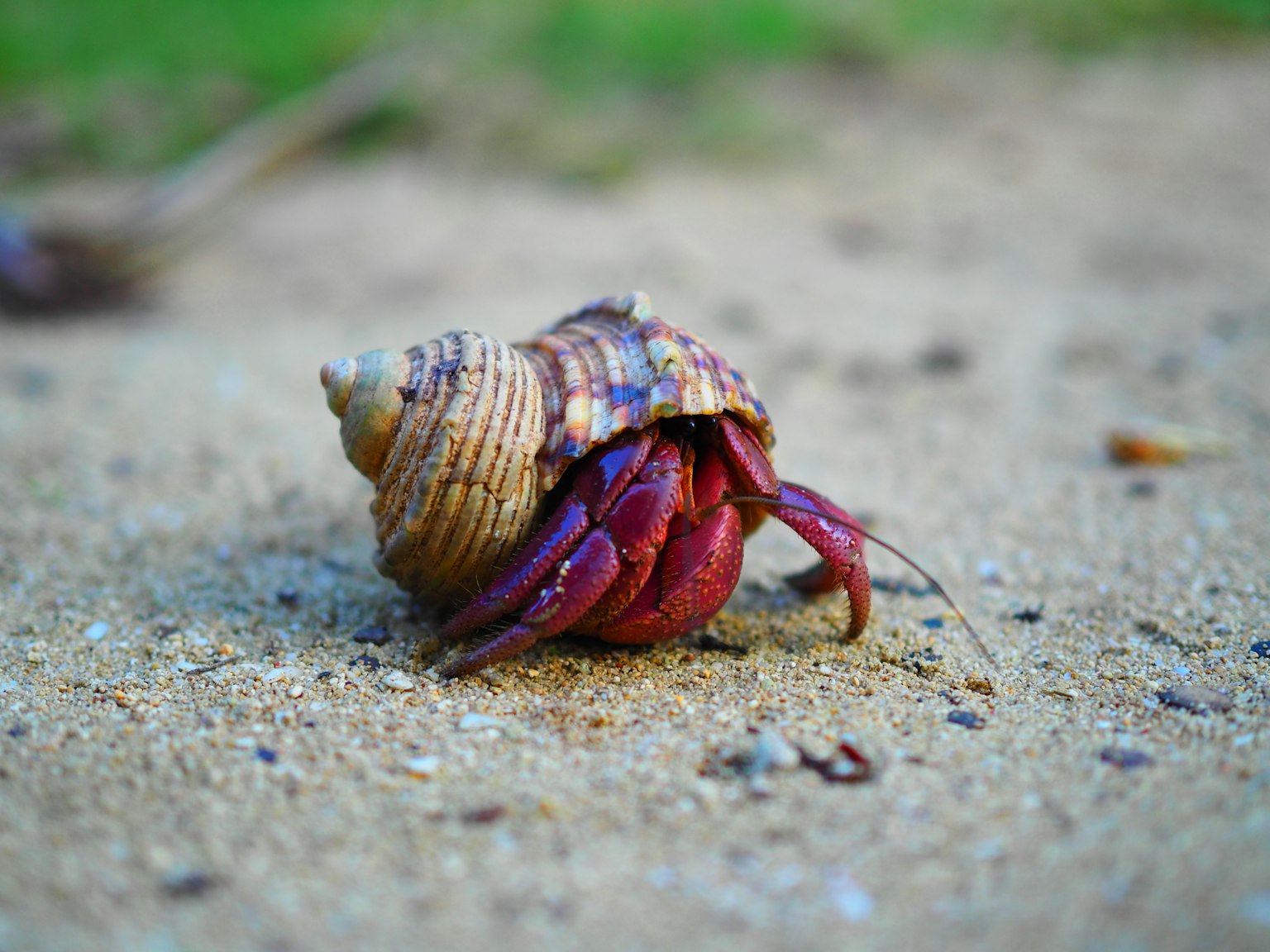 A hermit crab emerging from its shell on the sandy ground