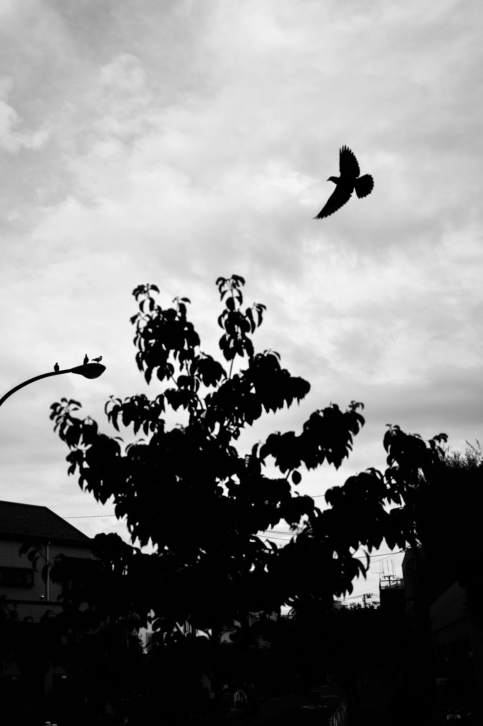 Oiseau volant dans un ciel noir et blanc avec un arbre en silhouette