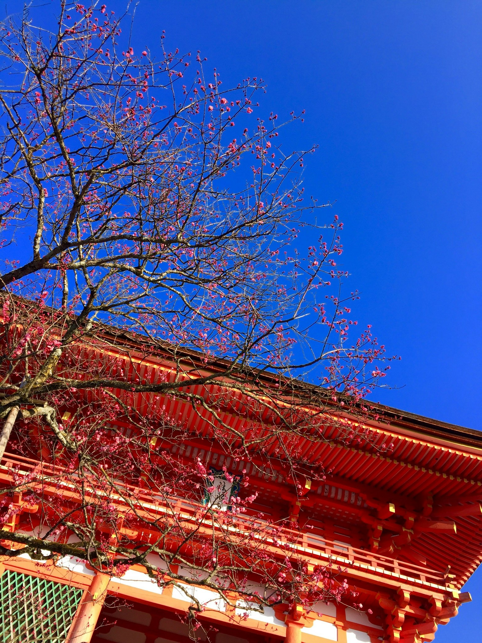 Ein rotes Gebäude mit Kirschblüten unter einem blauen Himmel