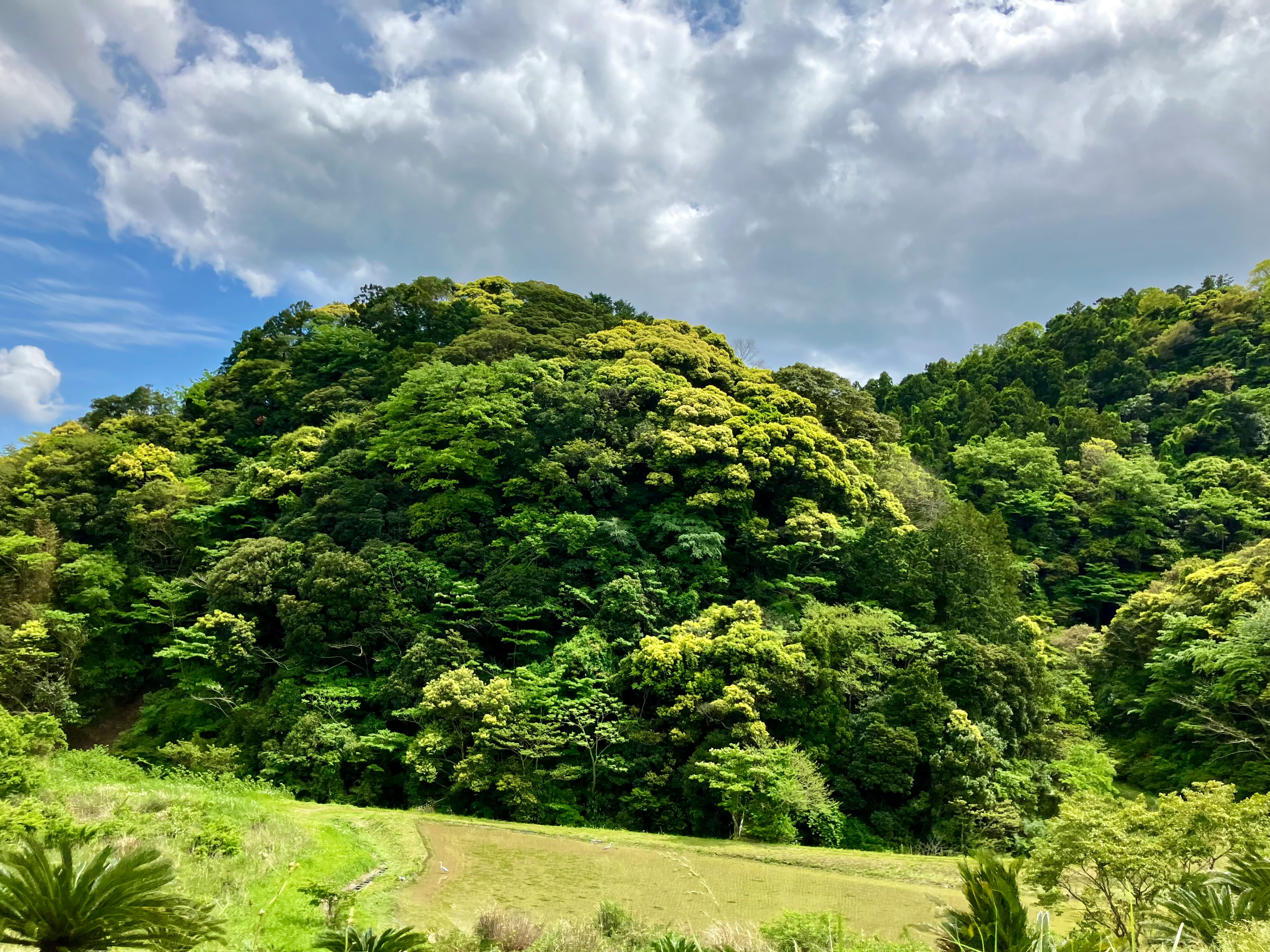 緑の丘と大きな樹木に覆われた森の風景