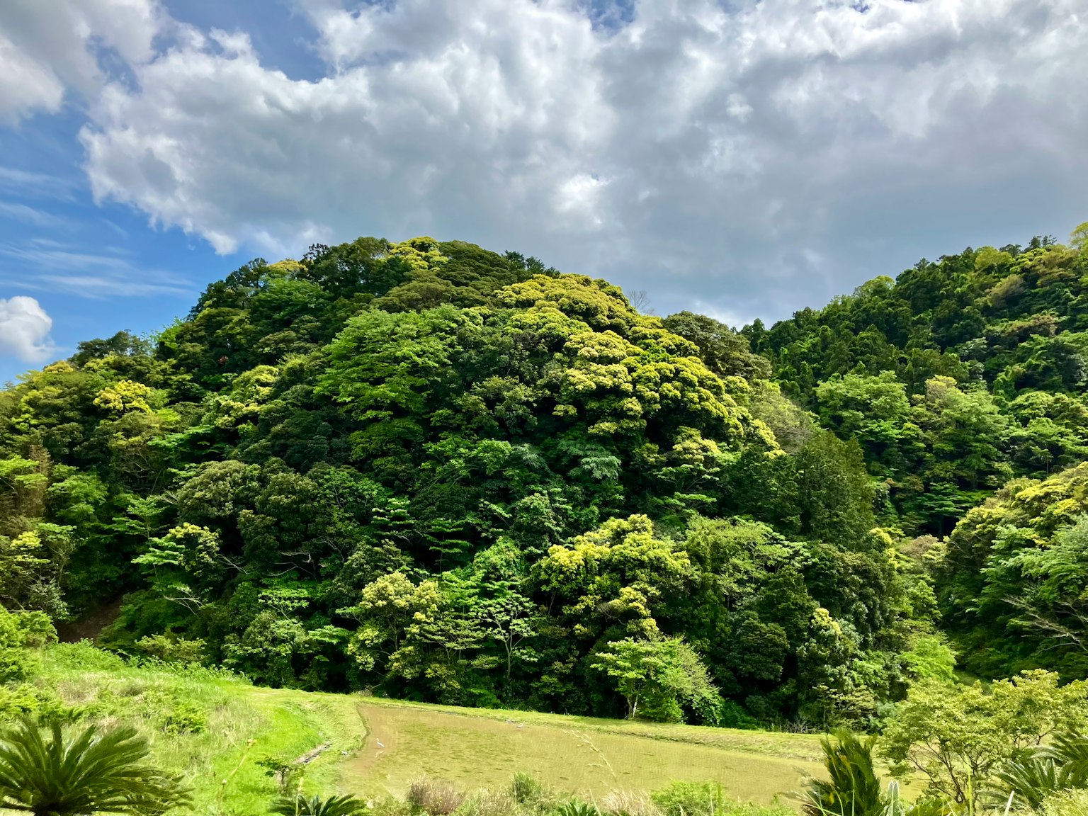 藍天下的郁郁蔥蔥的綠色山丘