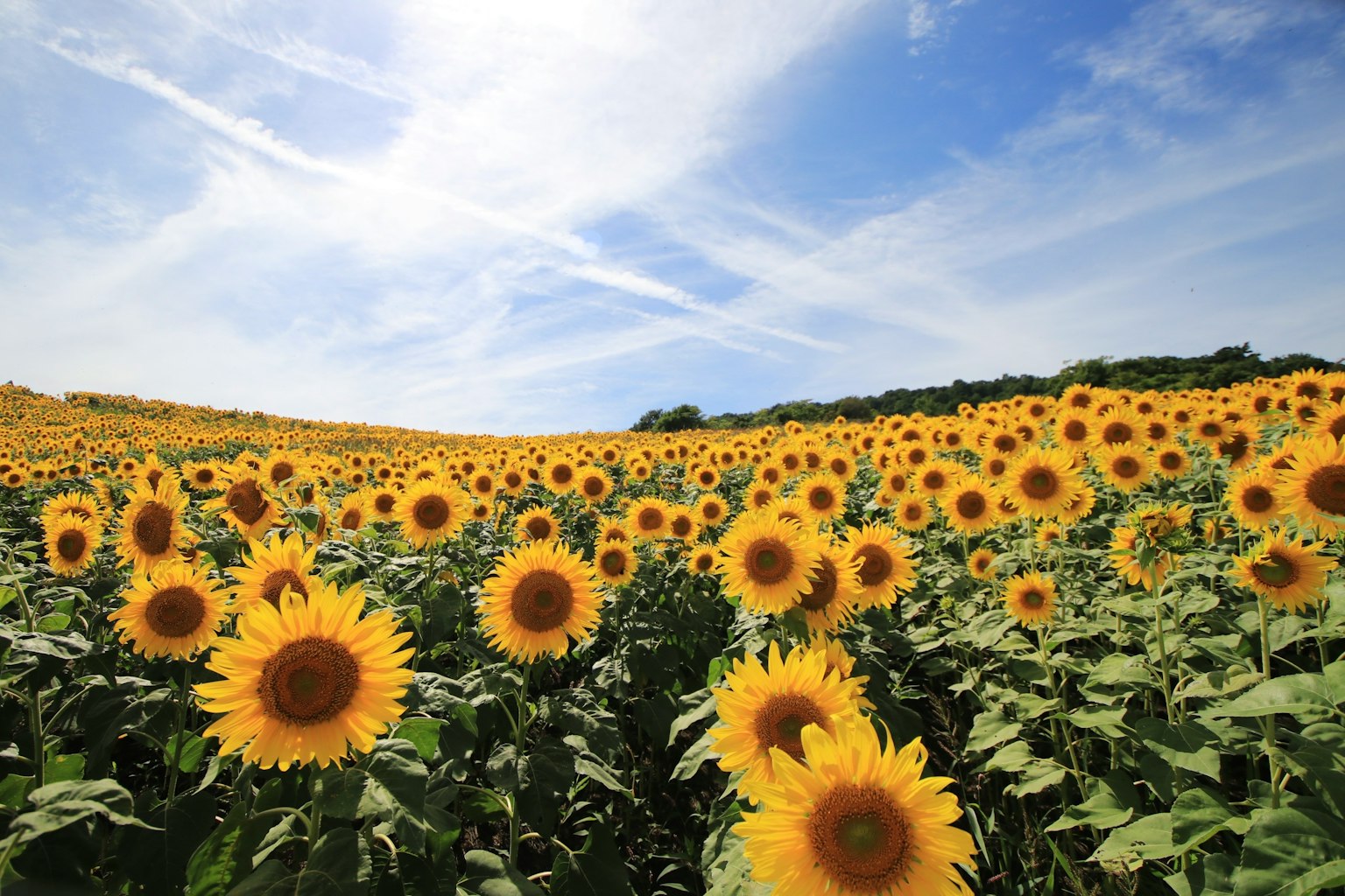 Amplio campo de girasoles bajo un cielo azul