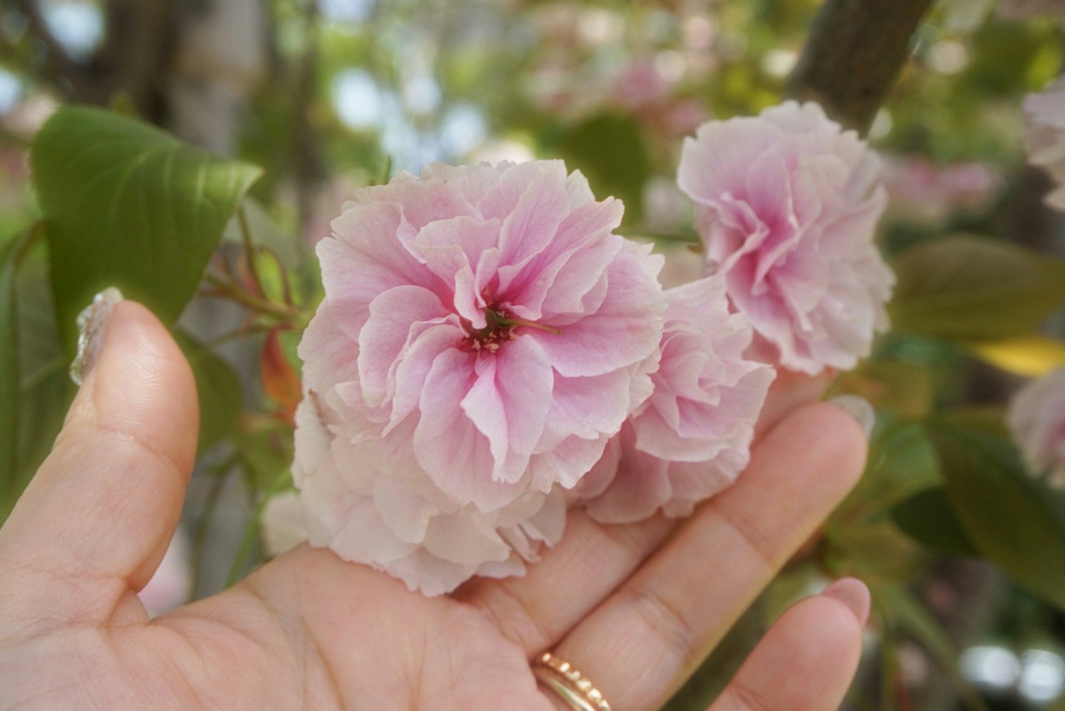 Un delicato fiore di ciliegio rosa poggiato su una mano