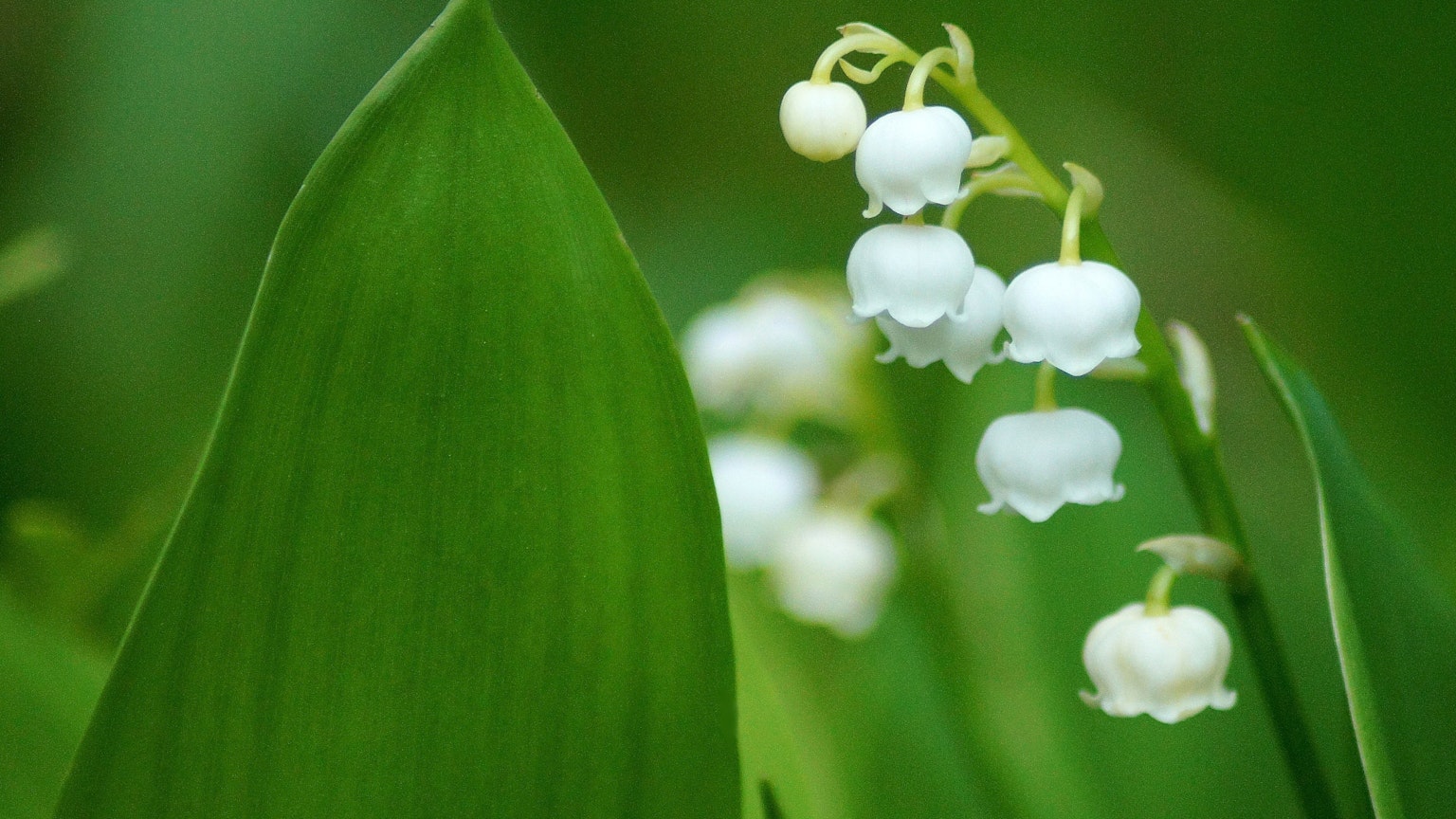 Delicate white lily of the valley flowers with lush green leaves