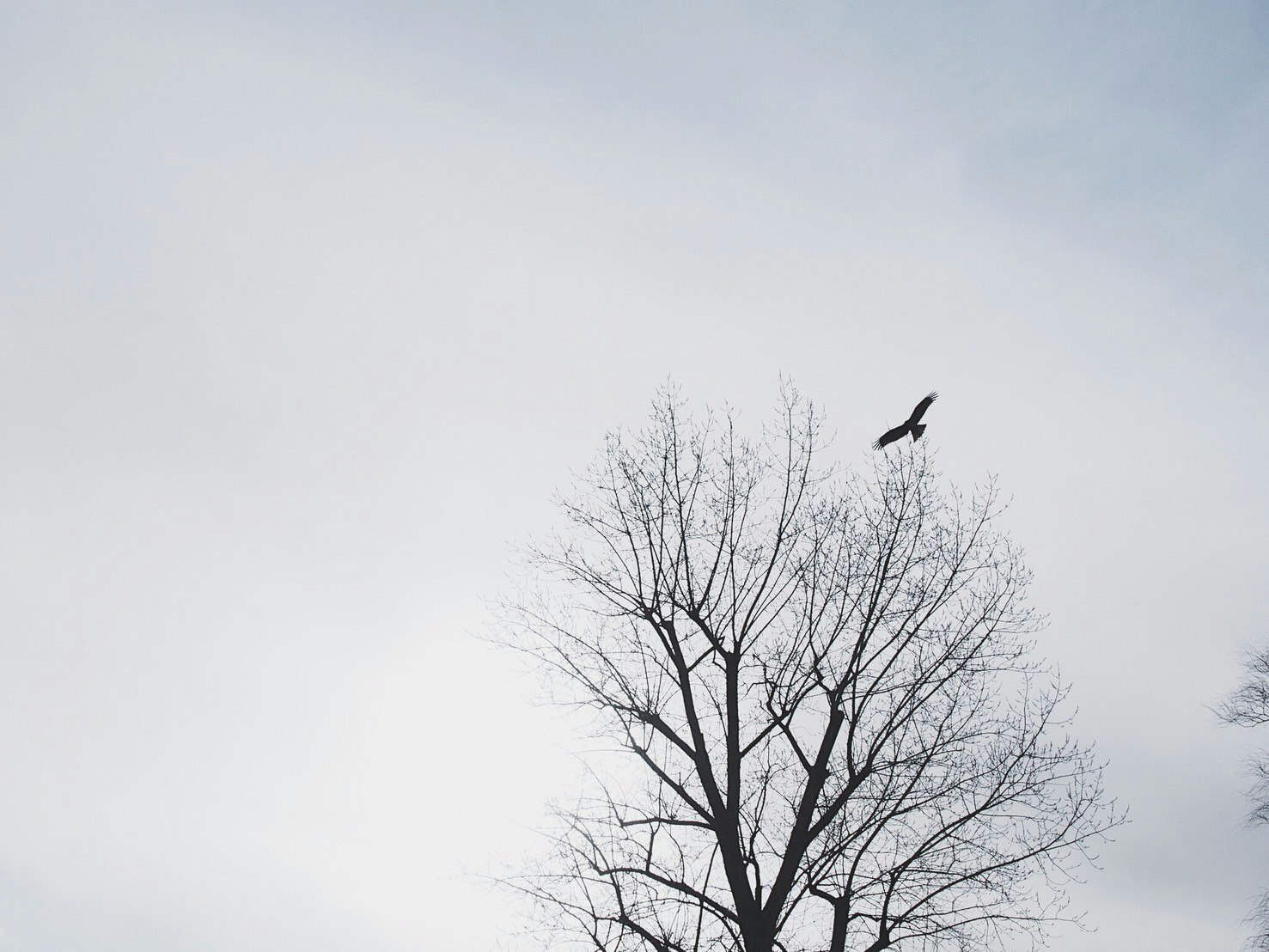空に向かって伸びる枝のある枯れ木と鳥