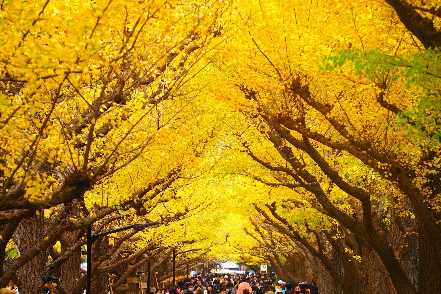 A beautiful avenue lined with yellow ginkgo trees filled with people