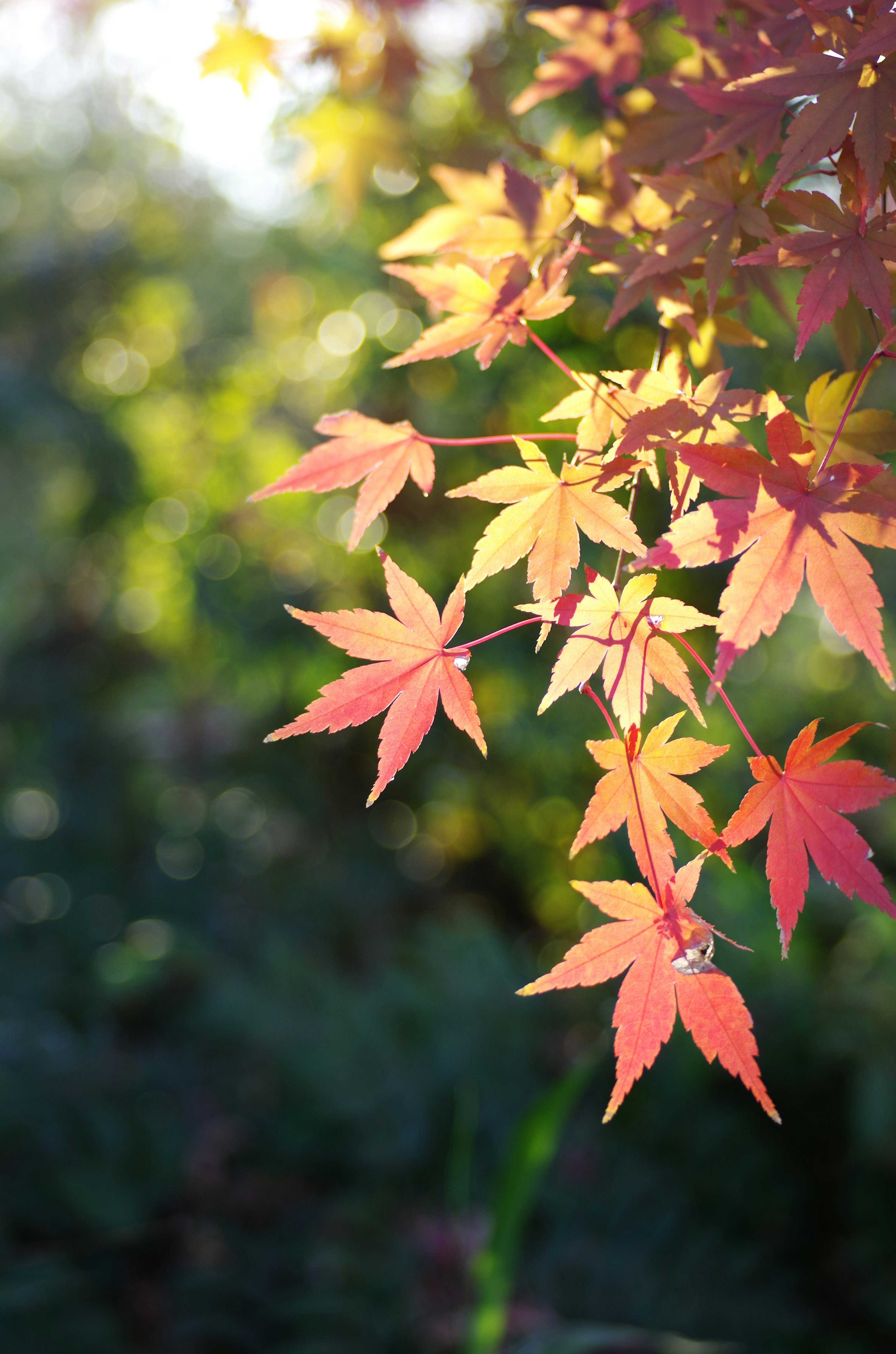紅葉の葉が枝先に揺れる秋のボケ背景