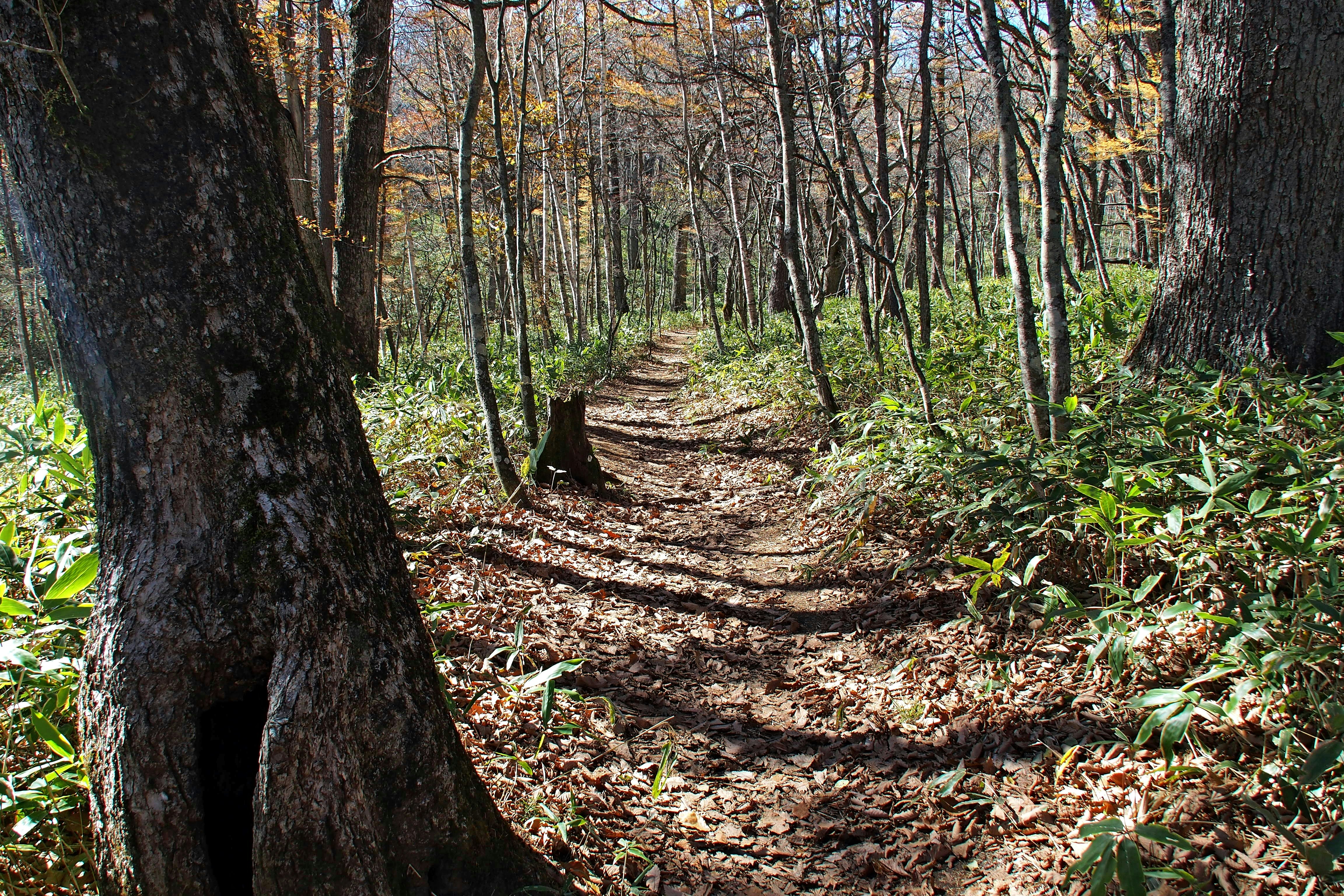 sendero en el bosque entre árboles