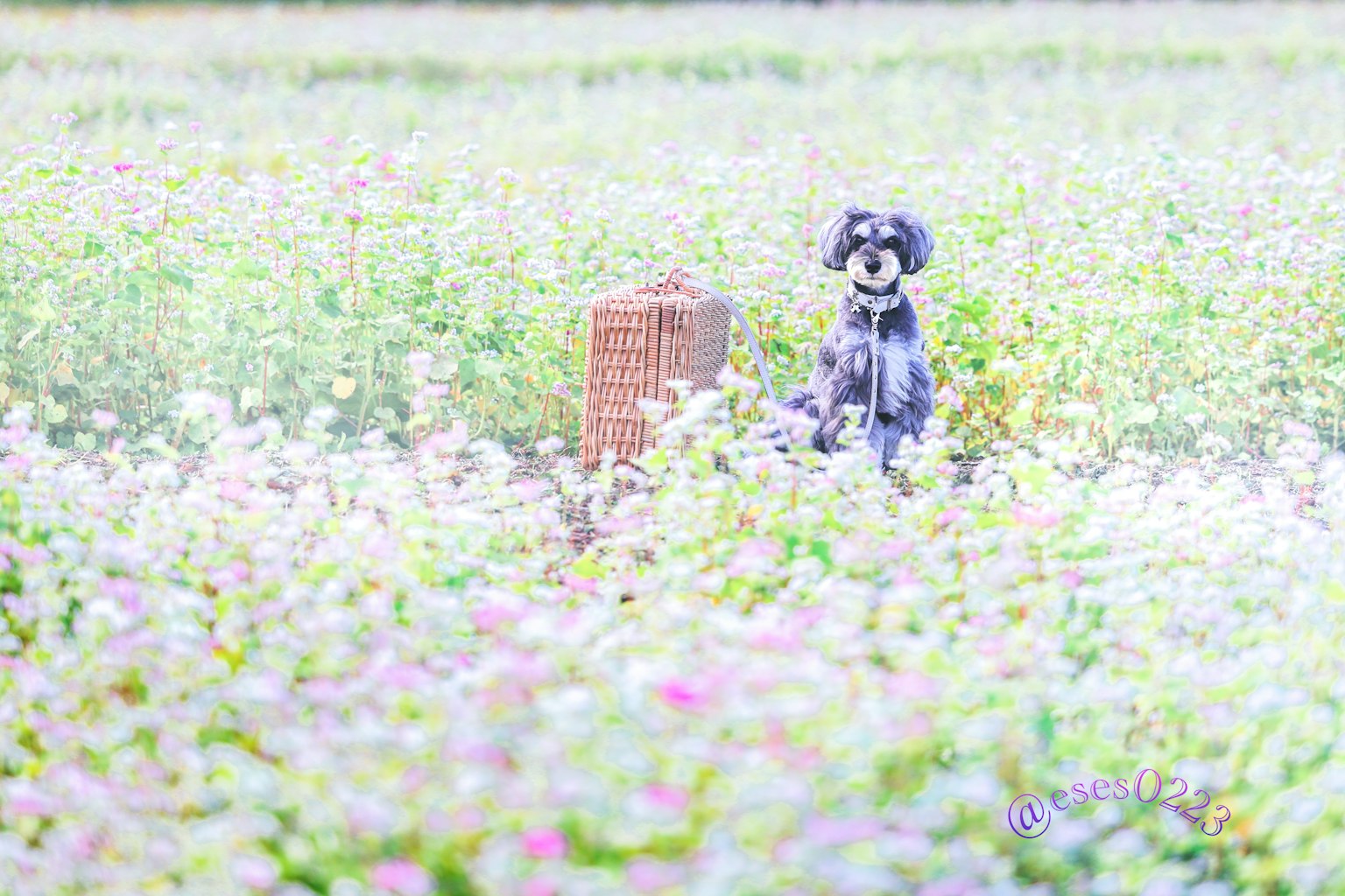 Un perro sentado entre flores con un monumento de piedra