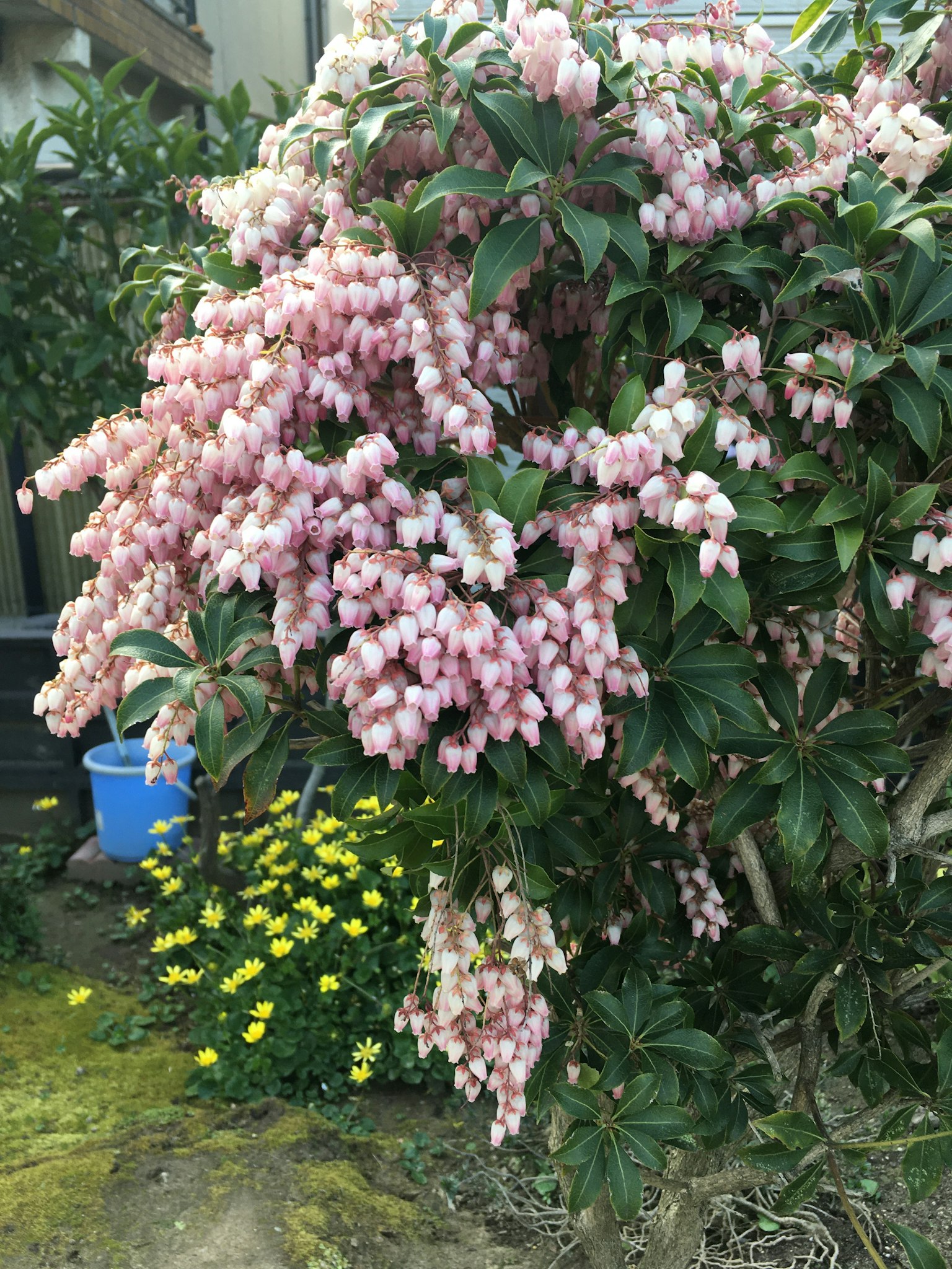 Un cespuglio con grappoli di fiori rosa vicino a fiori gialli in un giardino