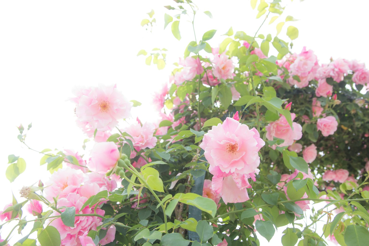Rosa rosa in fiore su uno sfondo luminoso con foglie verdi