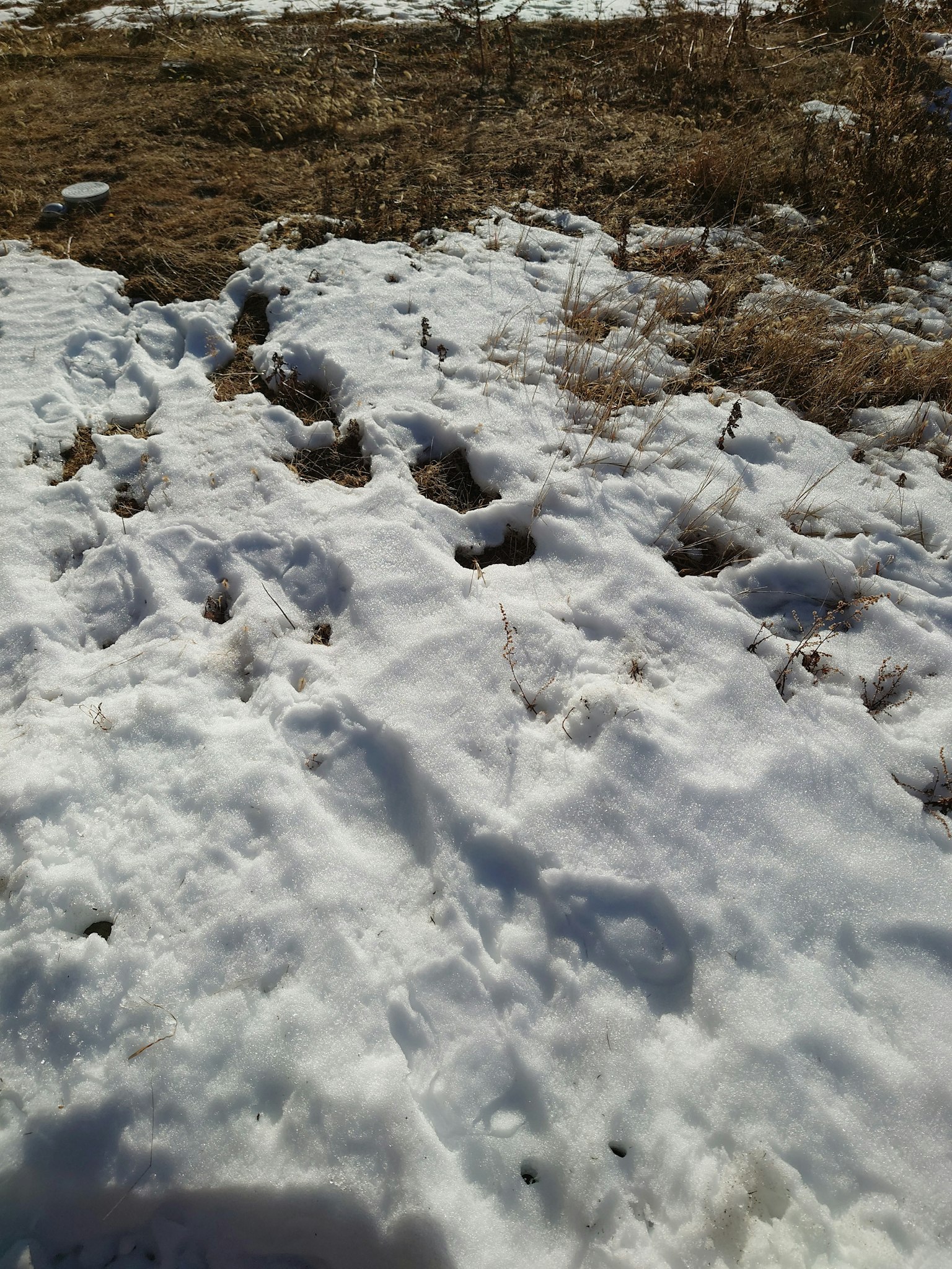 Footprints in the snow with patches of grass visible