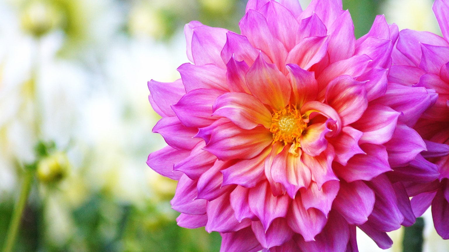 Lebendige rosa Dahlienblüte
