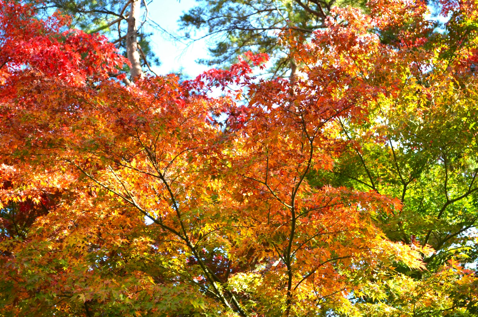 Vibrant autumn foliage with red and orange leaves against a bright sky