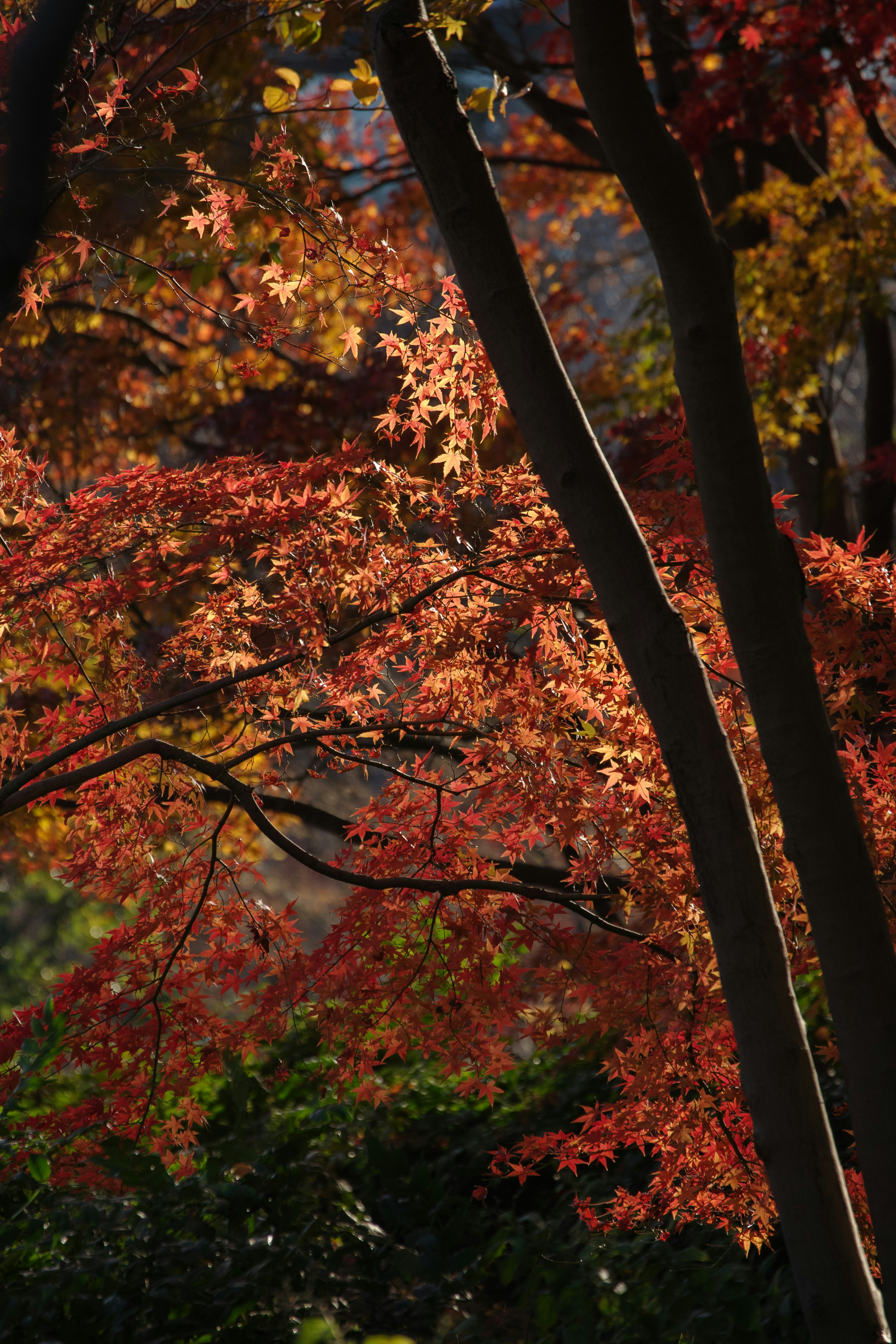Herbstszene mit überlappenden Ahornblättern und Ästen