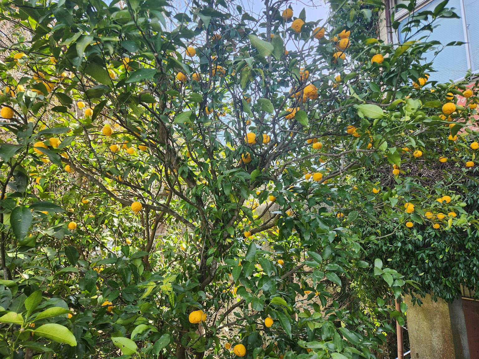 Un arbre vert luxuriant rempli de nombreux fruits oranges