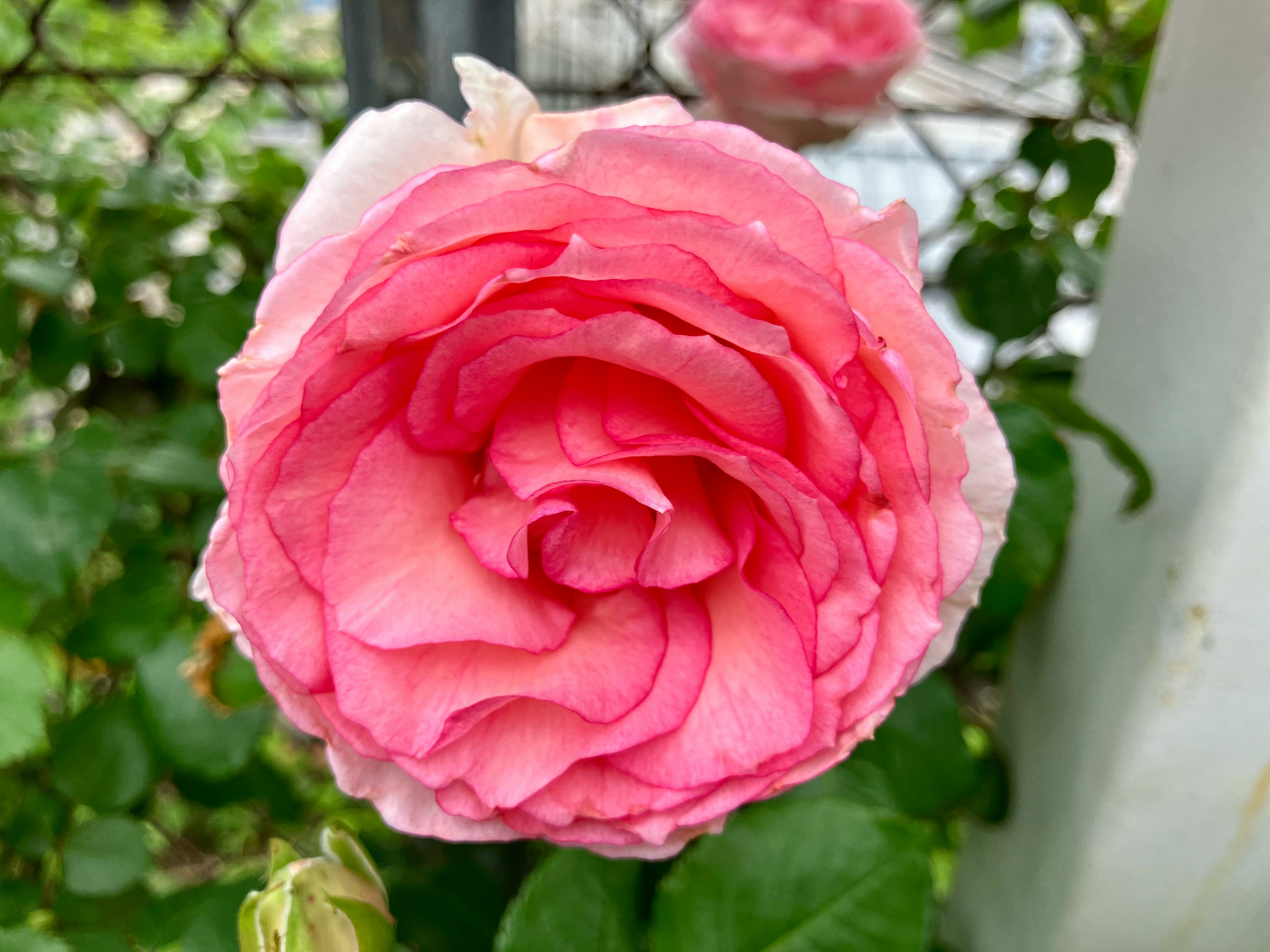 ピンクのバラの花のクローズアップ