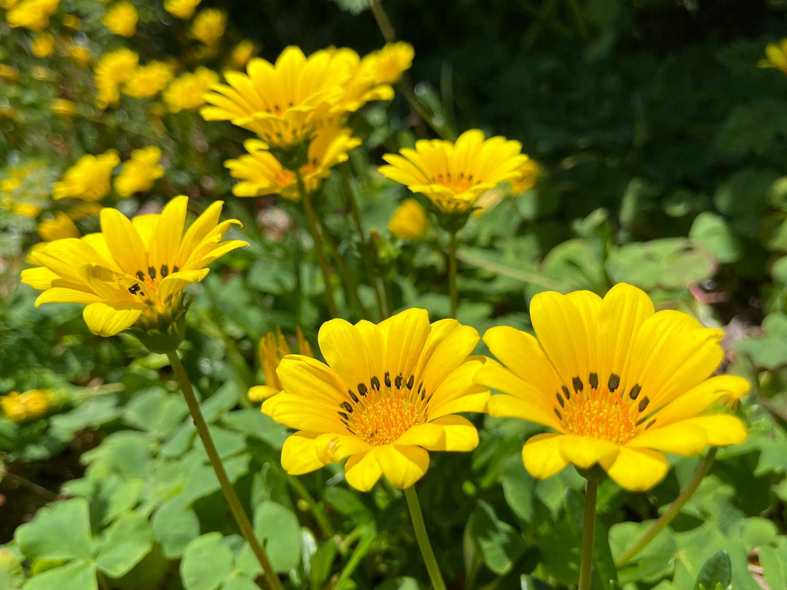 Fiori gialli vivaci che sbocciano con foglie verdi sullo sfondo