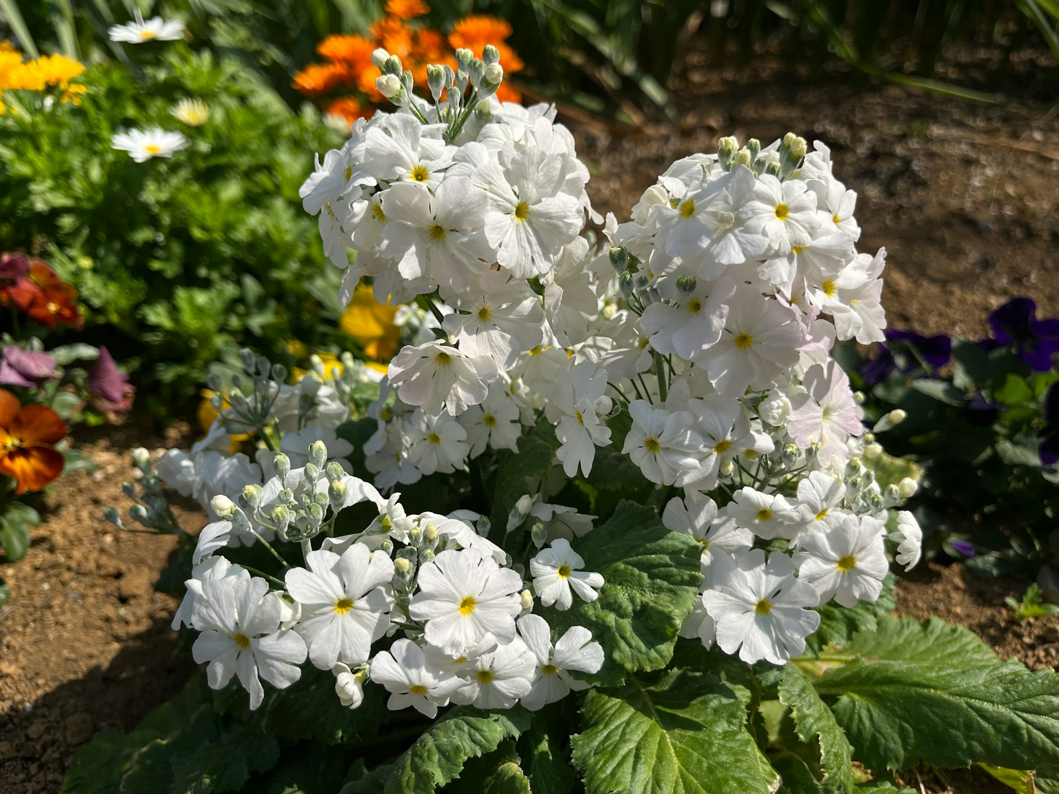 Primo piano di una pianta fiorita bianca circondata da fiori colorati