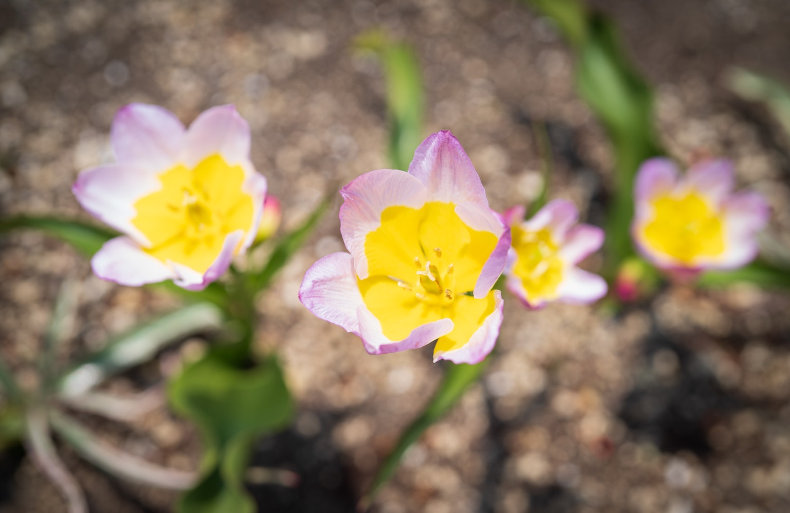 Lebendige lila Blumen mit gelben Mittelpunkten blühend