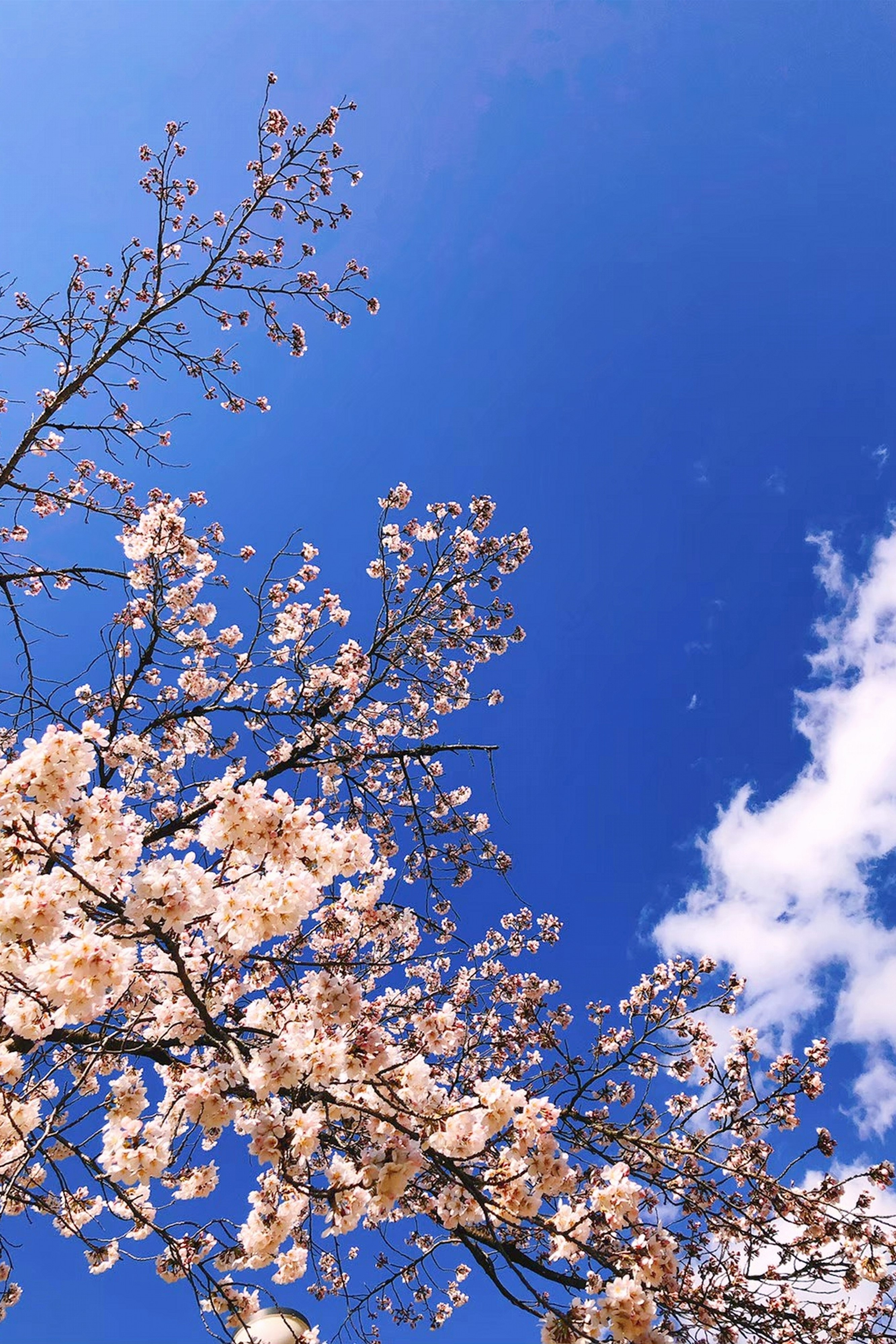 青空に咲く桜の枝と花