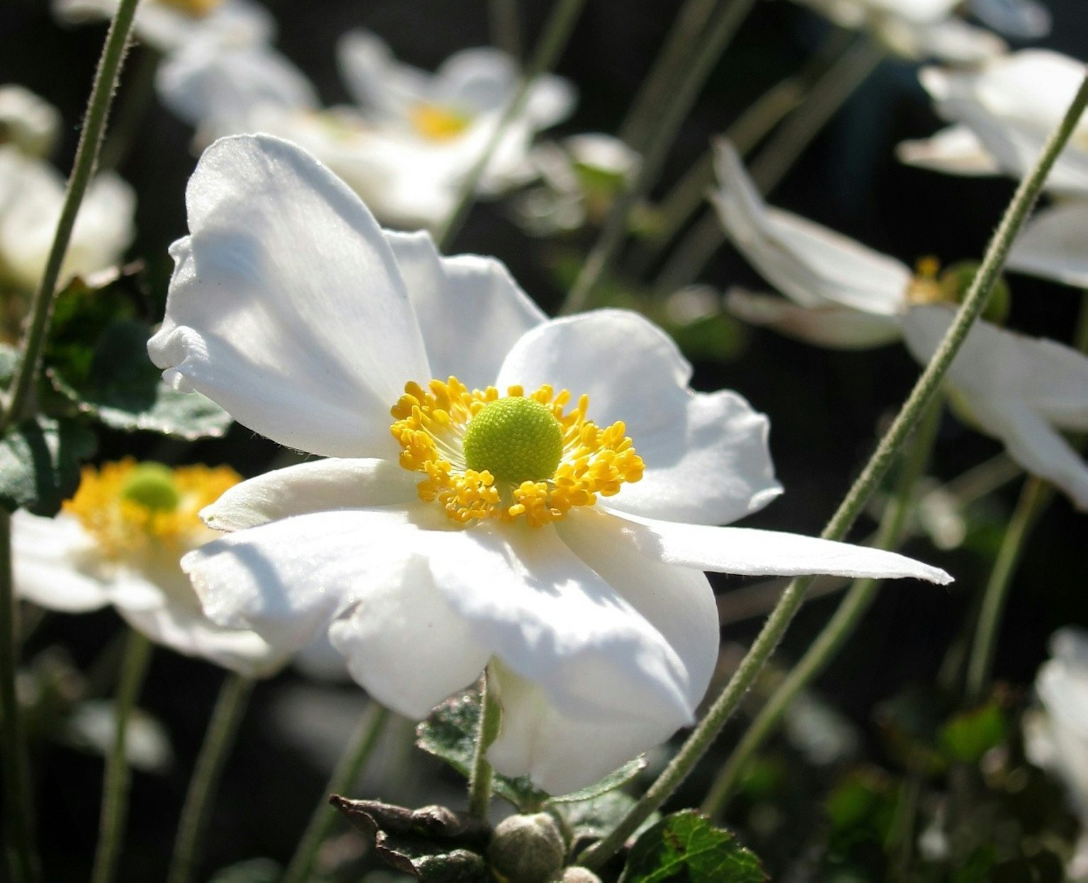 Primo piano di un bellissimo fiore bianco con un centro giallo