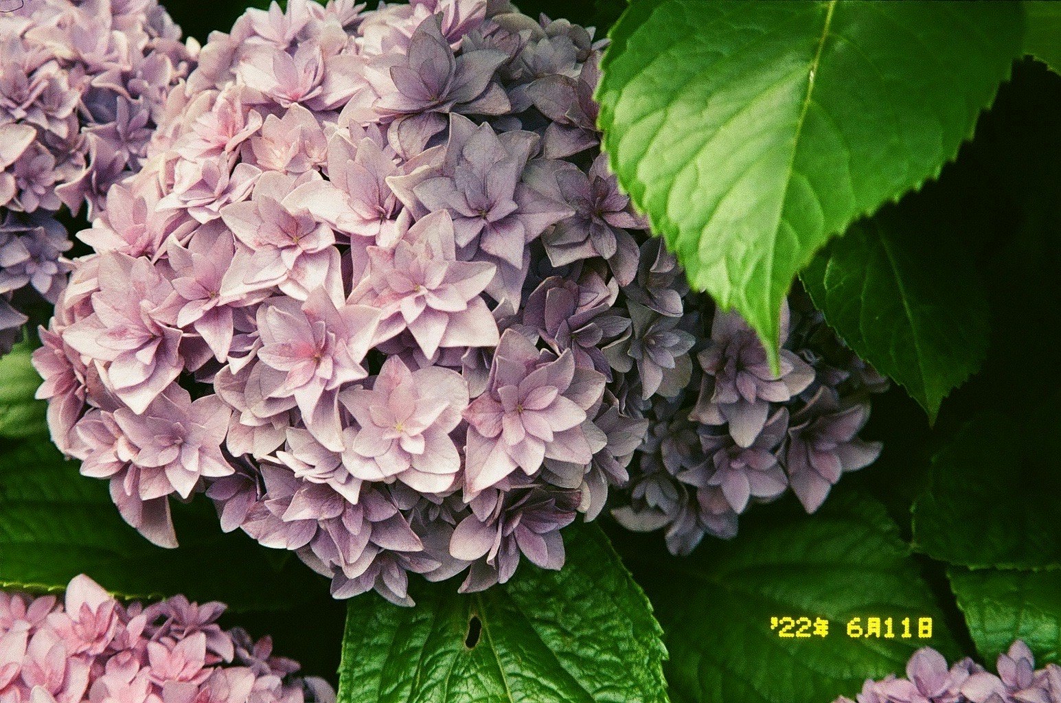 ピンクのアジサイの花と大きな葉のアップ