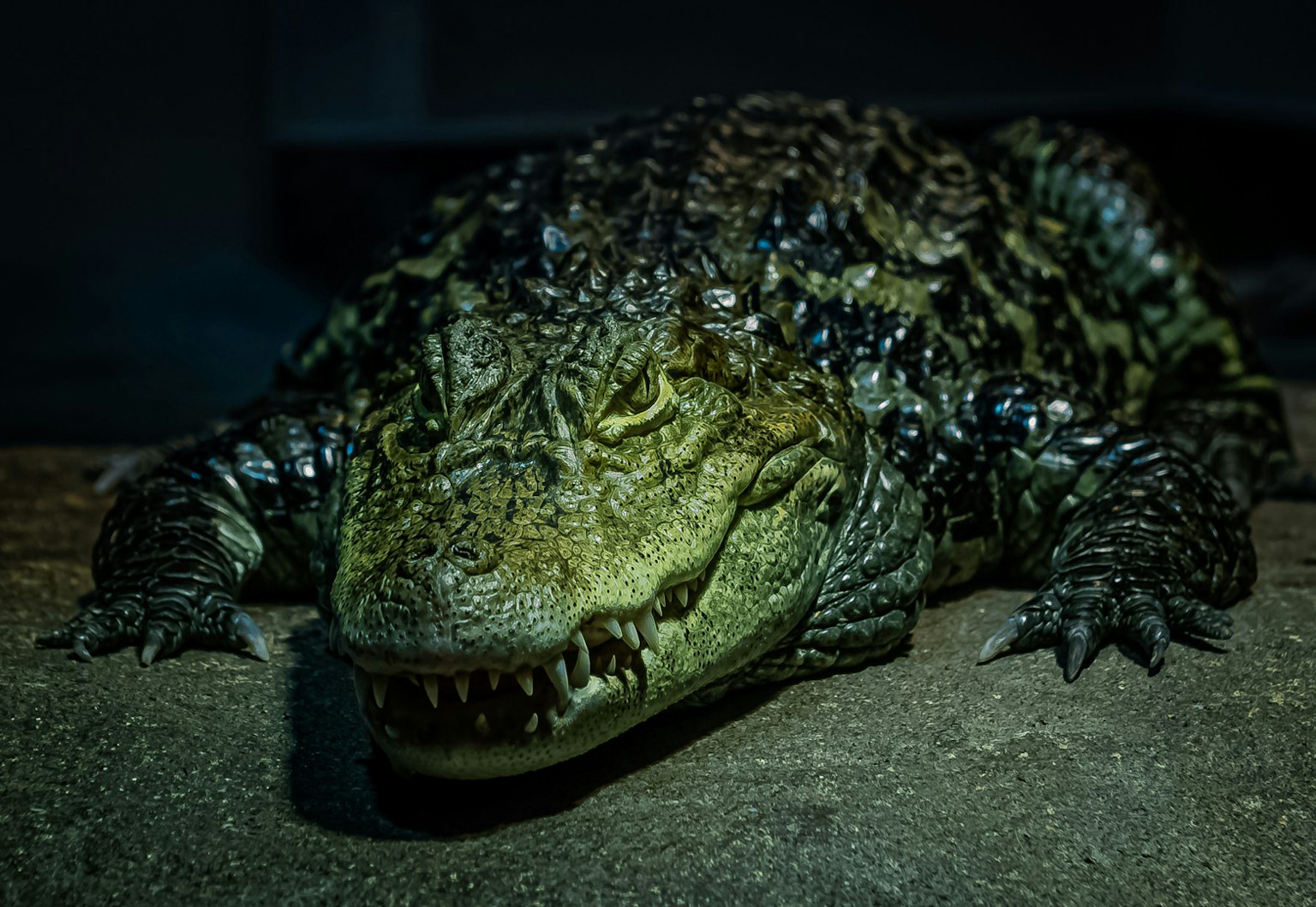 Primo piano di un temibile coccodrillo sdraiato su uno sfondo scuro
