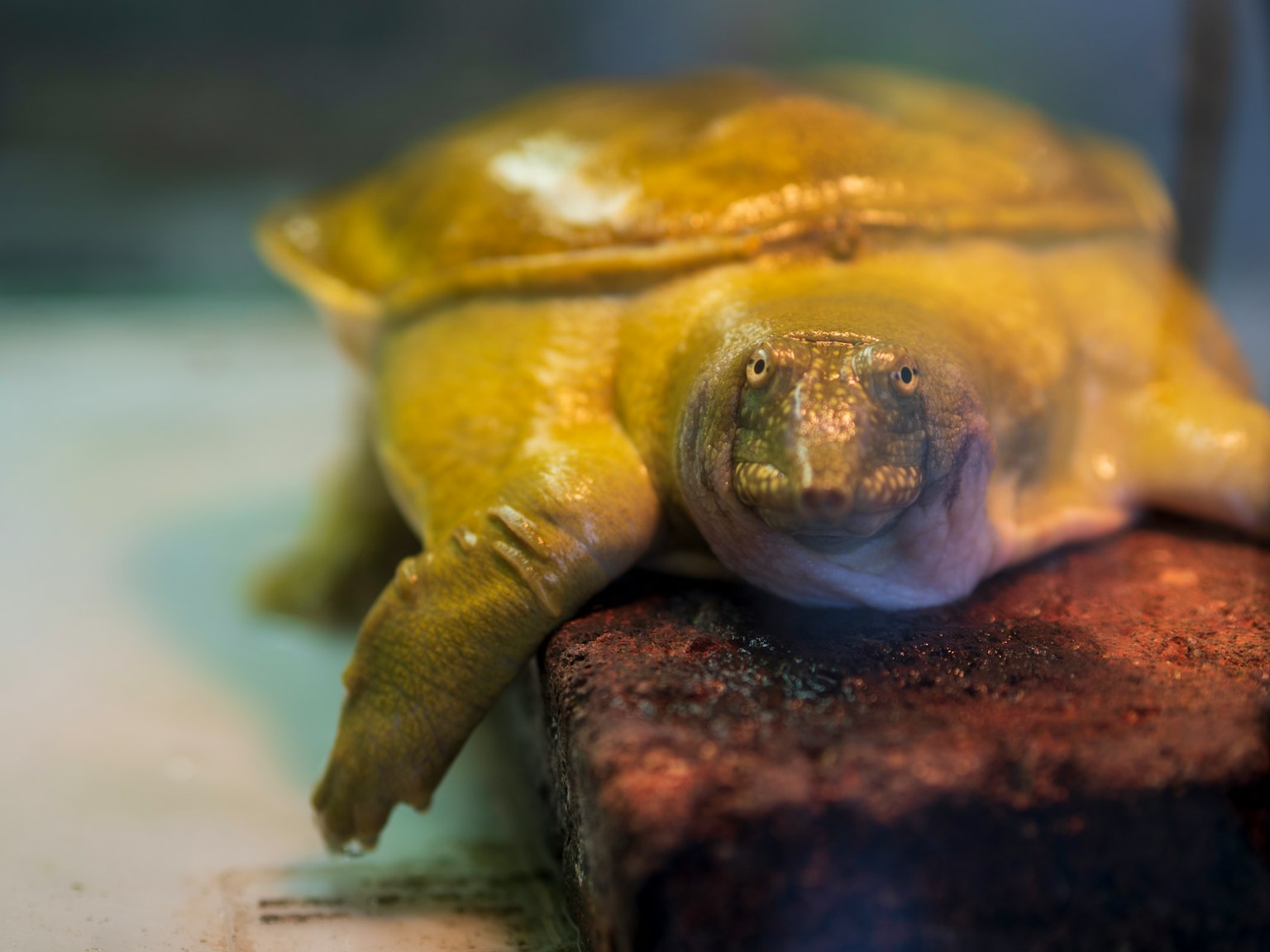 Yellow turtle resting on a rock in an aquarium