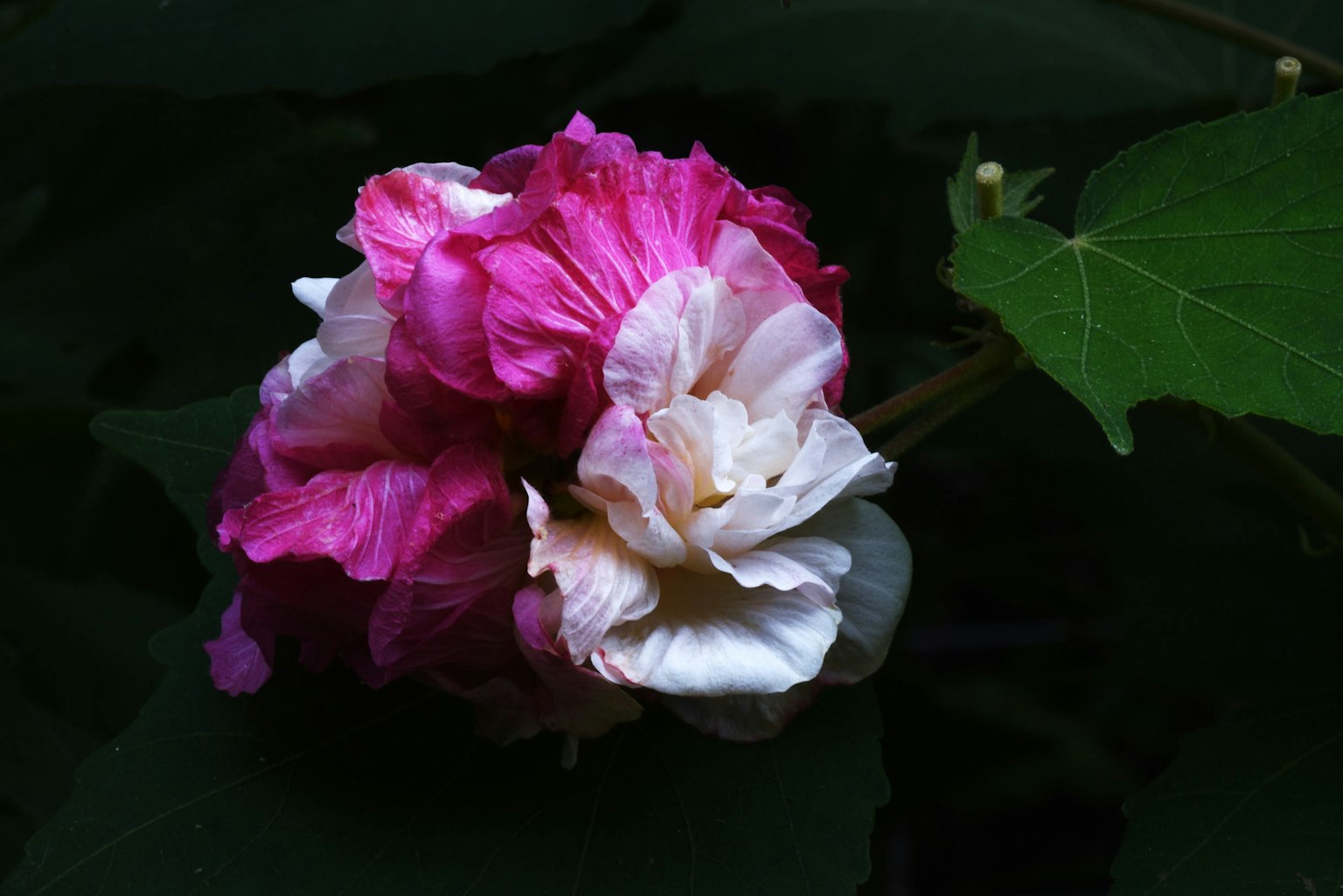 Beautiful pink and white flower blooming among green leaves