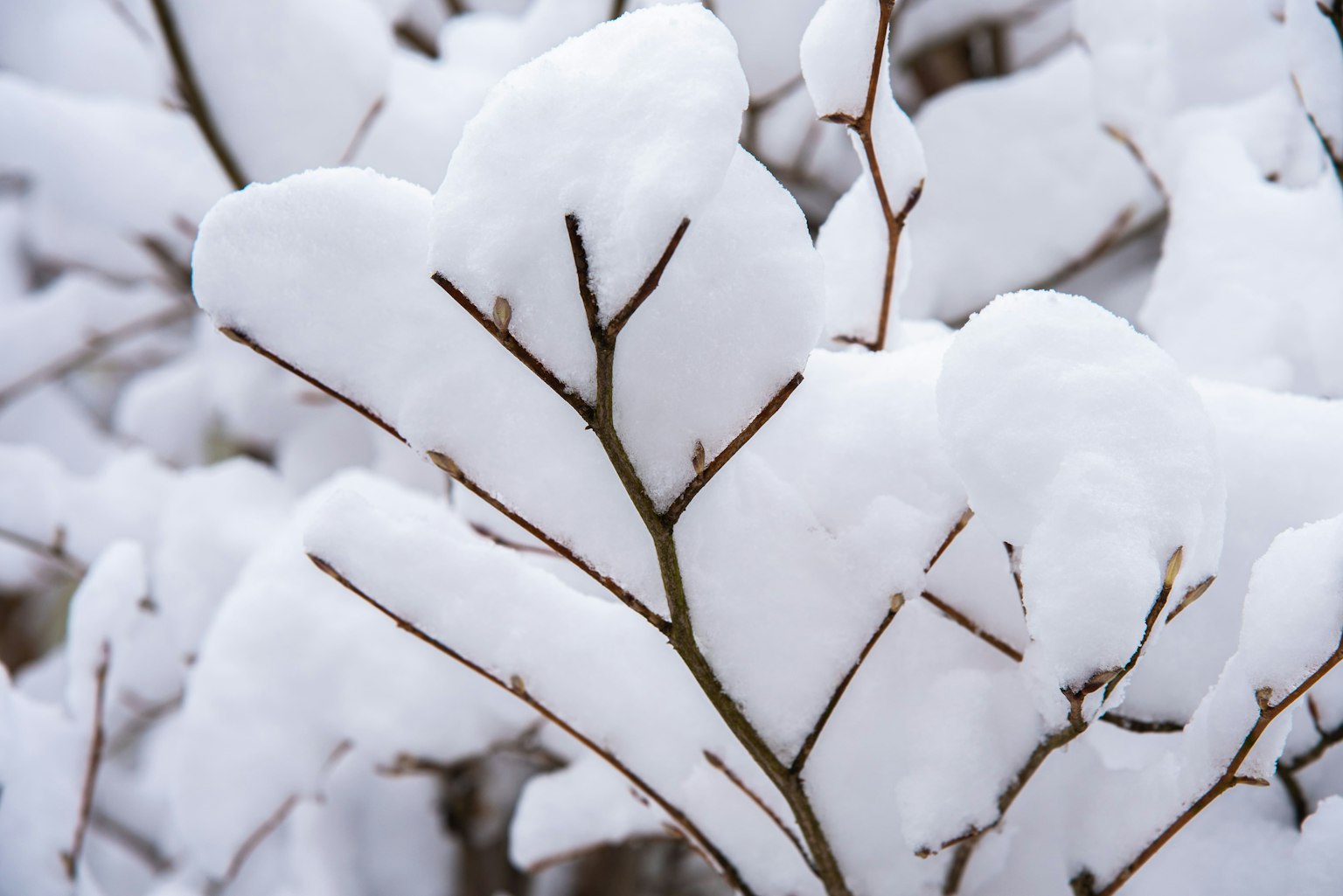 Close-up of branches covered in thick snow showcasing white texture and thin twigs