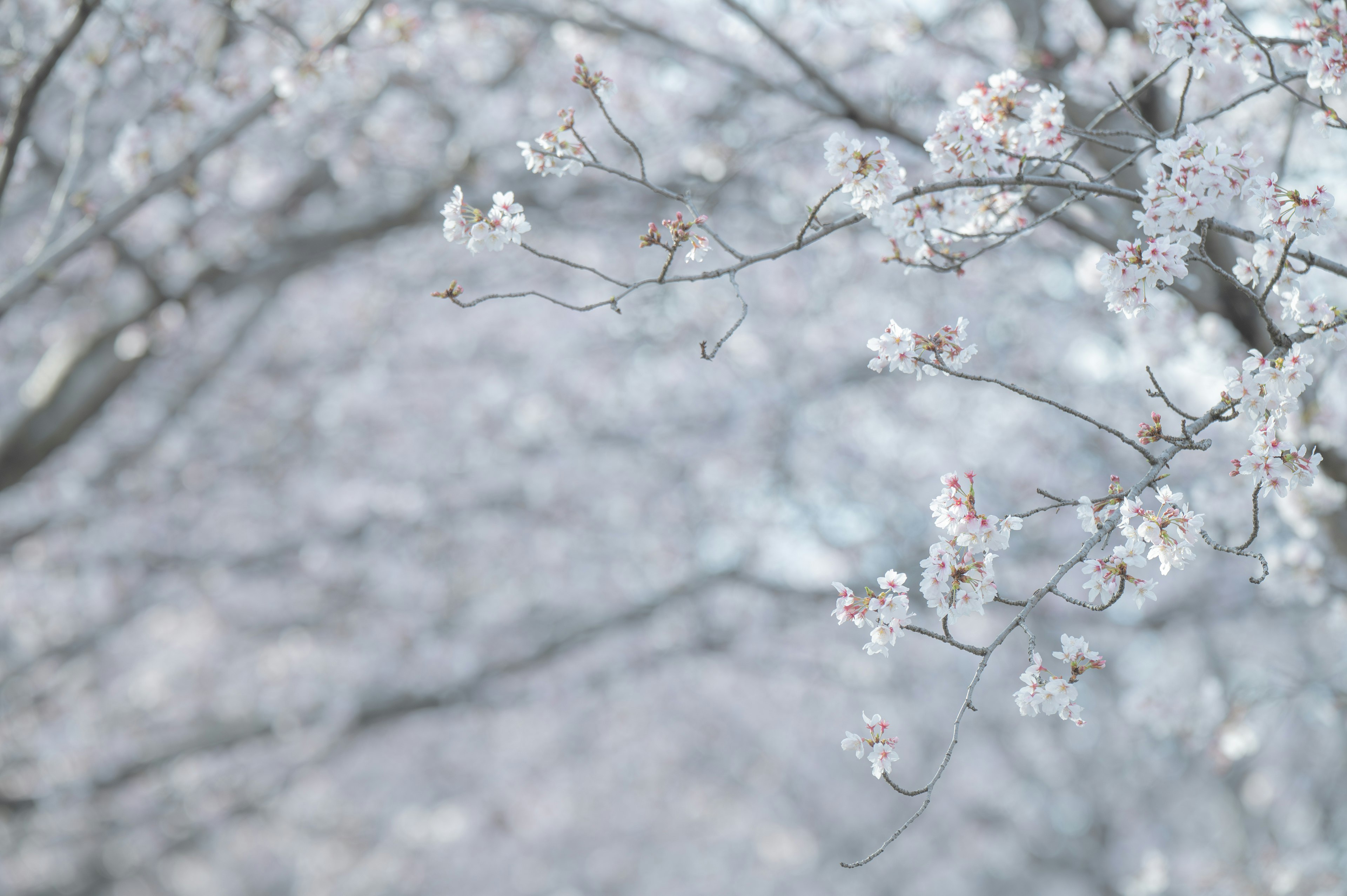 桜の花が枝に咲く春の木々の背景