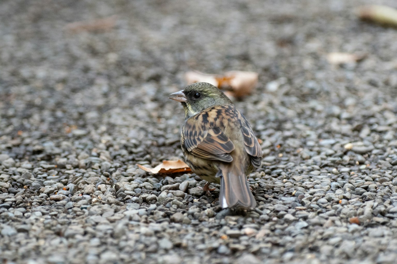 Un piccolo uccello seduto su ghiaia con uno sfondo naturale