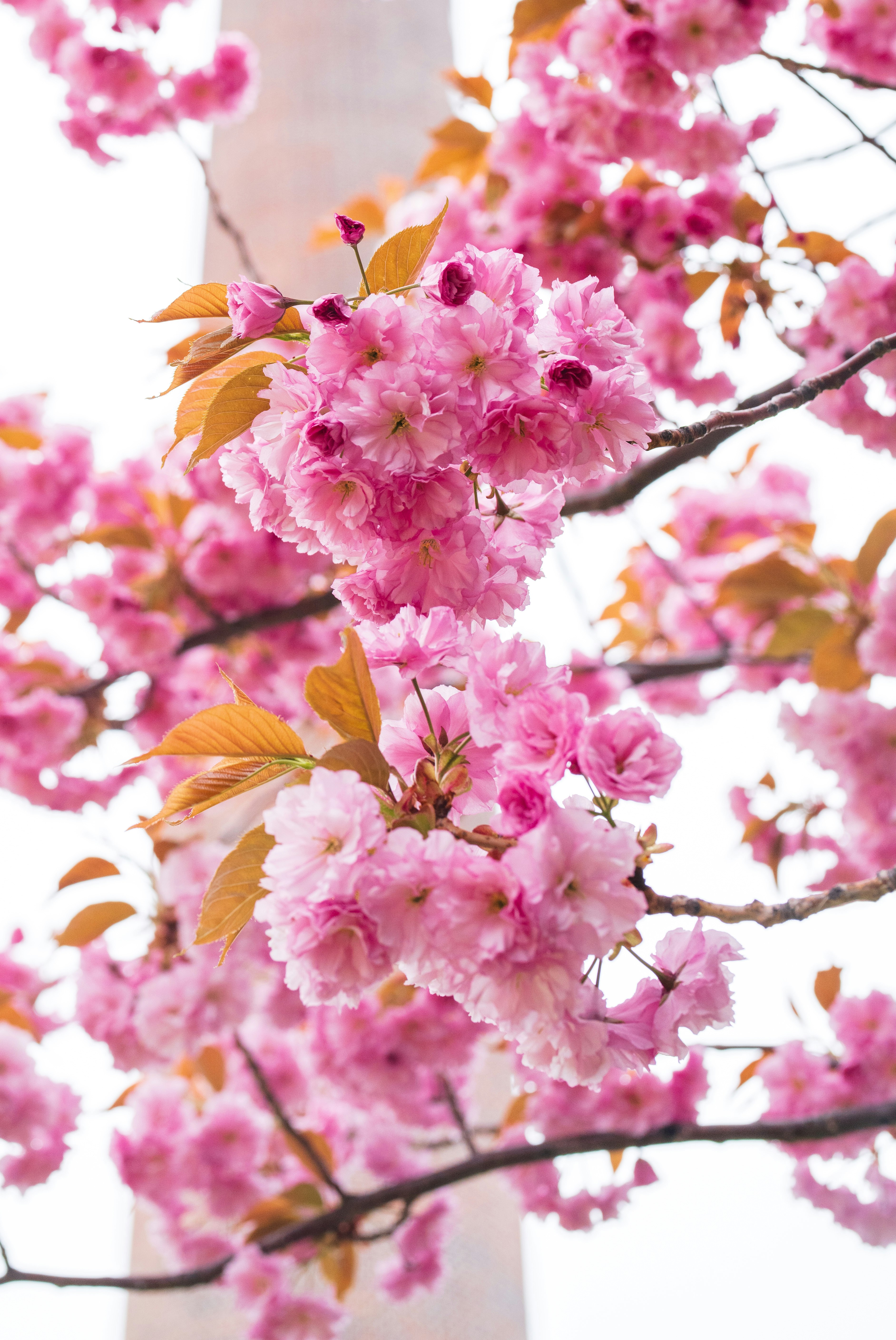 ピンクの桜の花が枝に咲き広がる春の風景