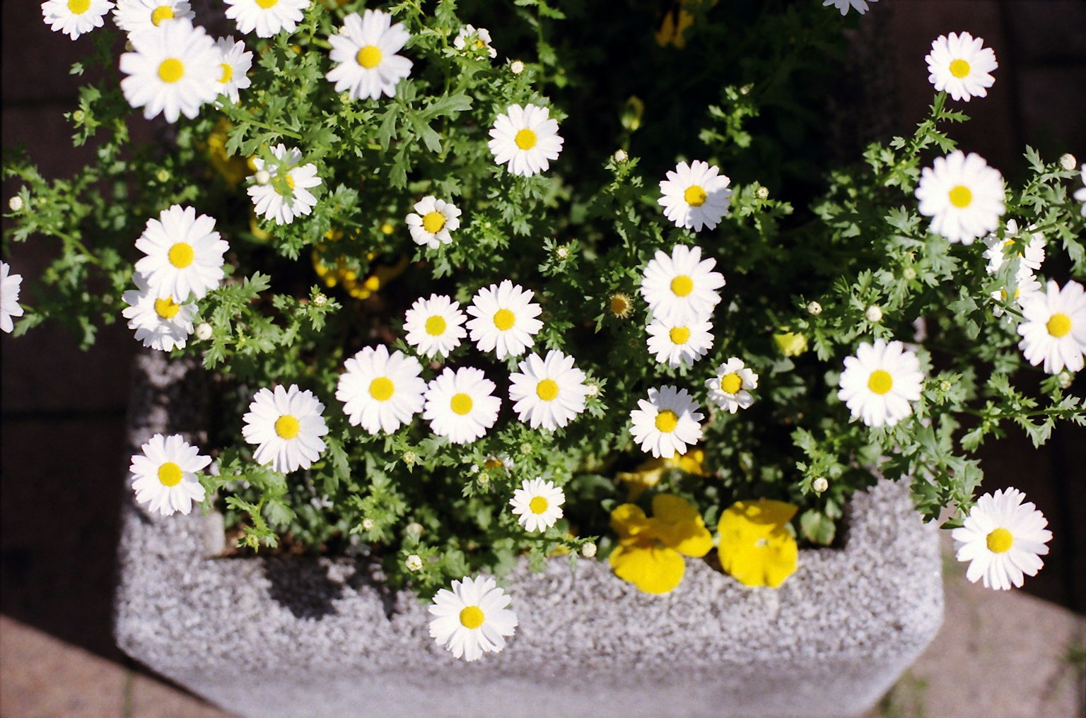 Topfpflanze mit blühenden weißen Blumen