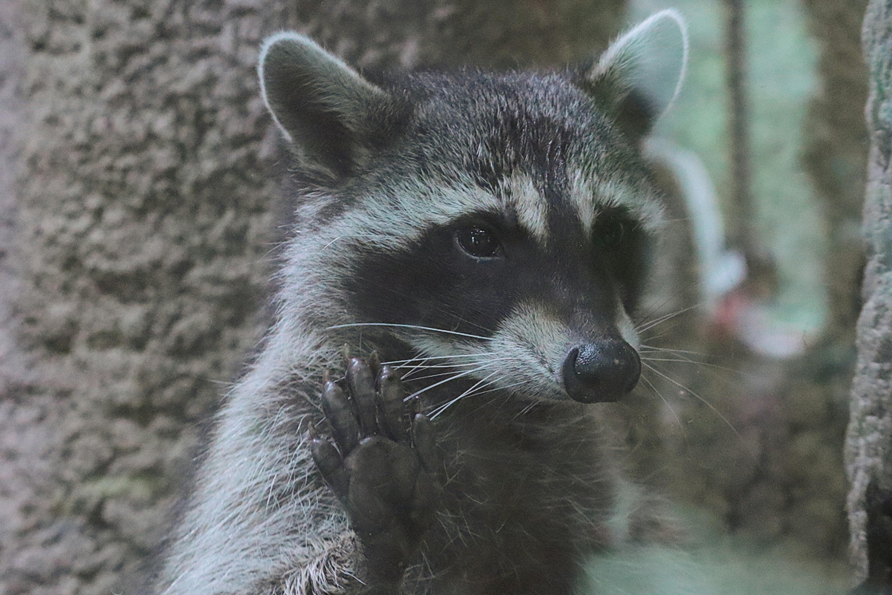 side profile of a raccoon resting in the shade